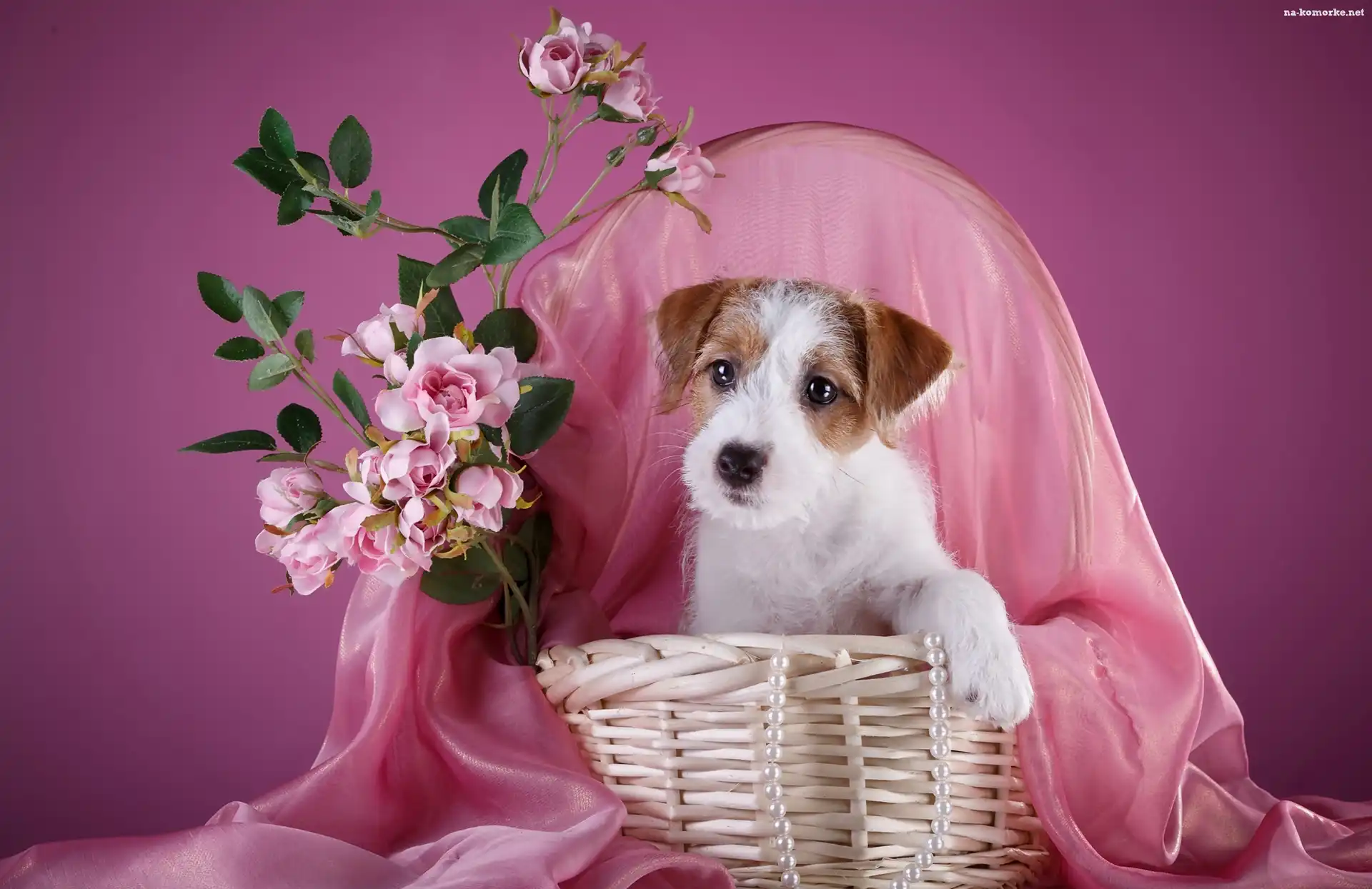 Kwiatki, Pies, Szczeniak, Jack Russell terrier, Kosz