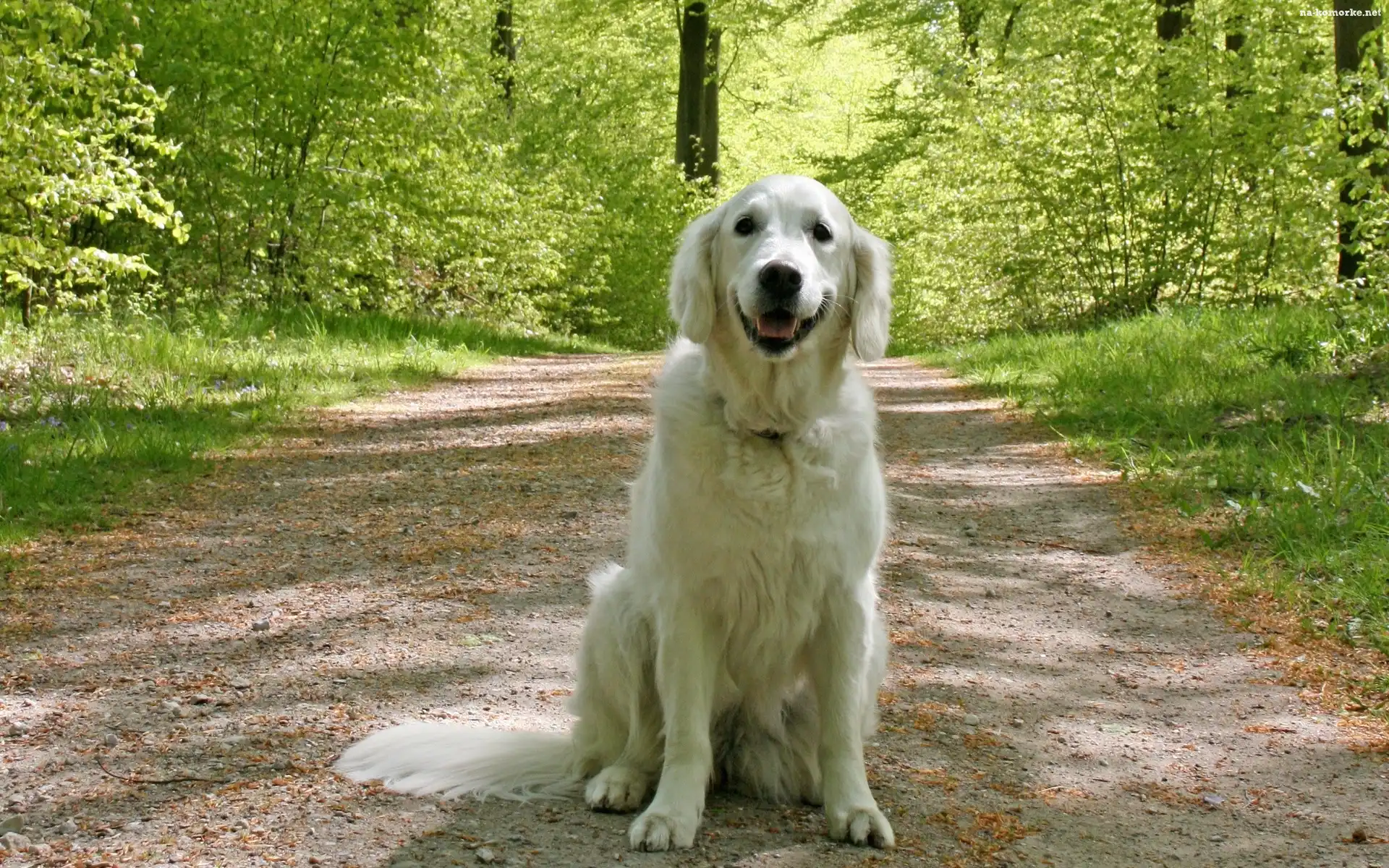 Pies, Golden Retriever, Las, Droga