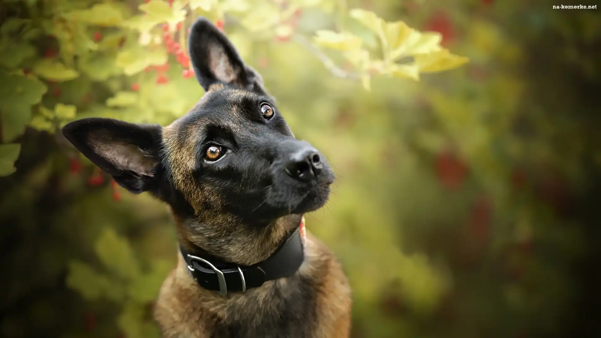 Pies, Obroża, Owczarek belgijski Malinois, Mordka