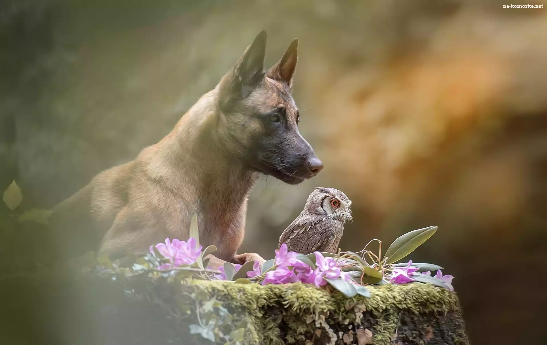 Pies, Syczek, Owczarek belgijski Malinois, Sowa