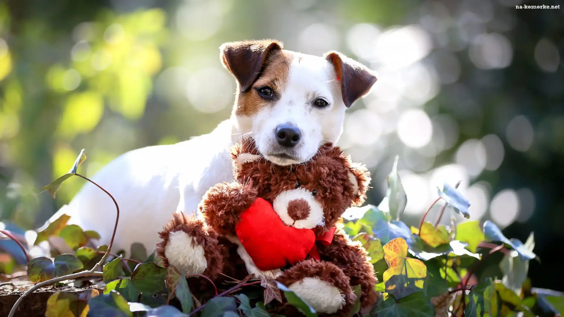 Miś, Pies, Jack Russell terrier, Zabawka, Pluszowy