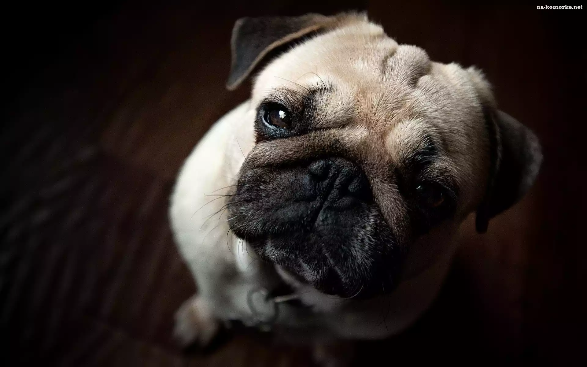 Pies, Mops
