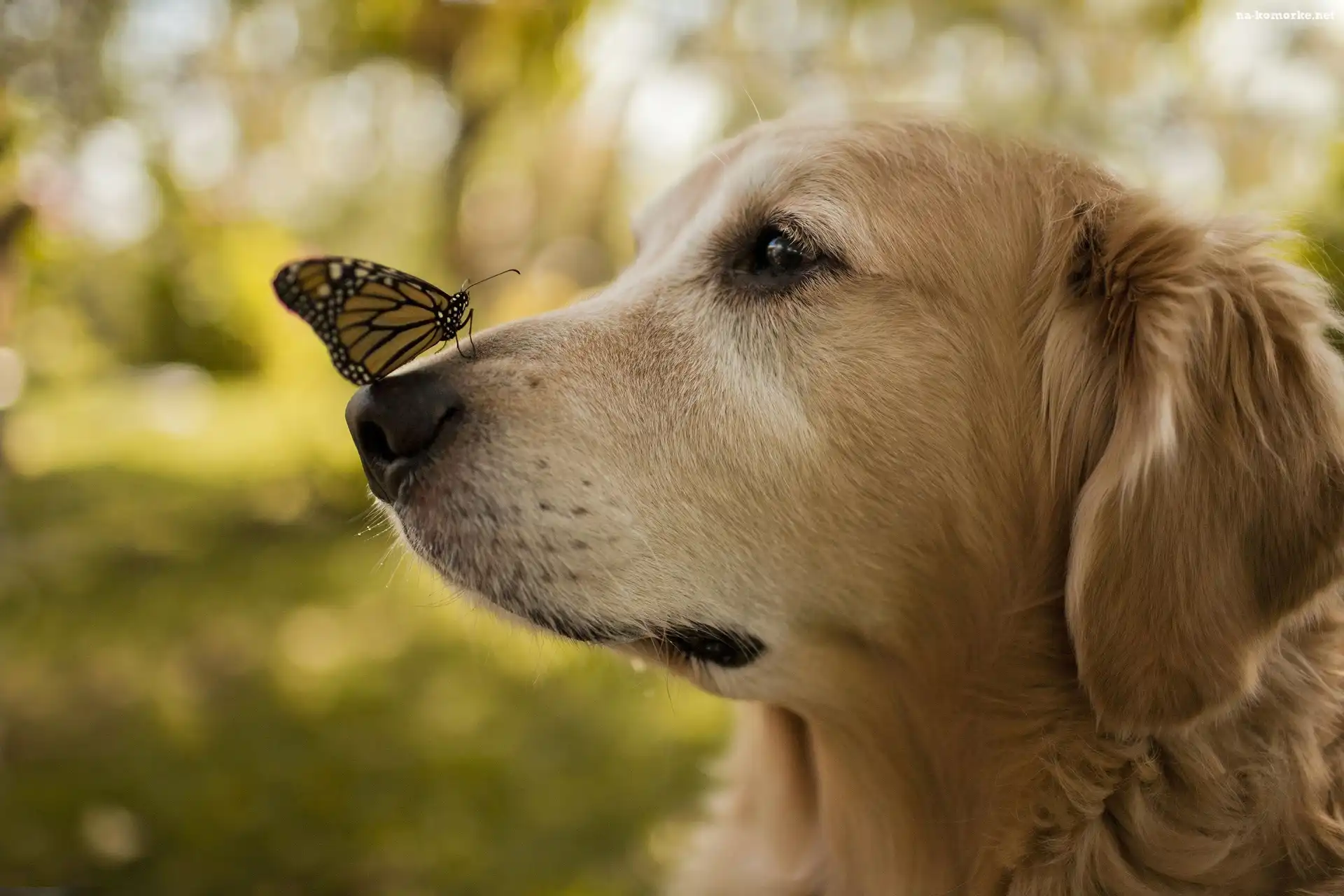 Pies, Motyl
