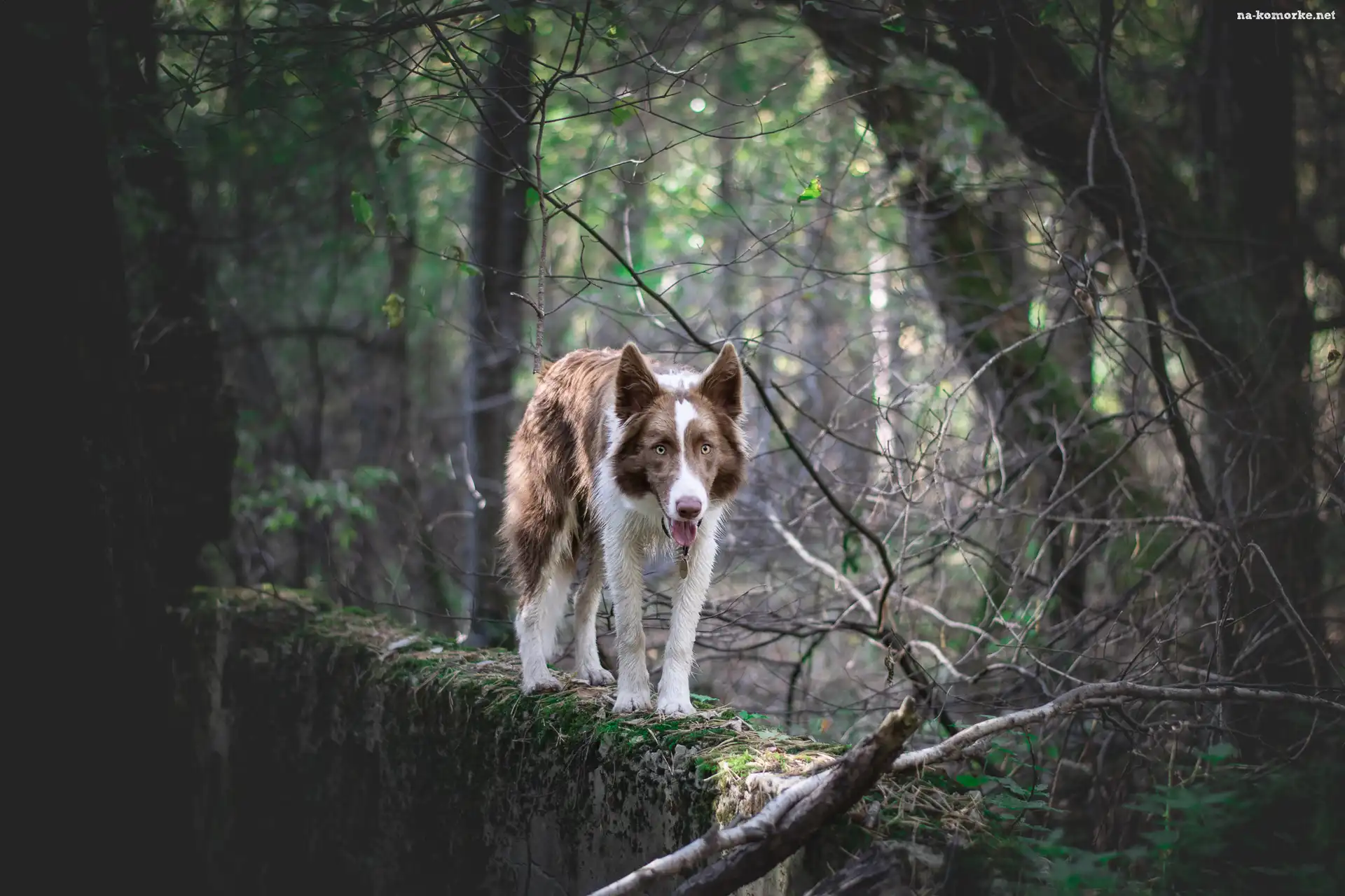Murek, Pies, Border collie, Brązowo-biały, Drzewa