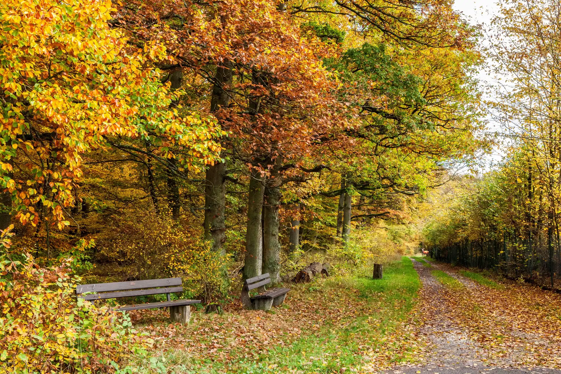 Park, Pies, Jesień, Droga, Ławki, Kolorowe, Liście