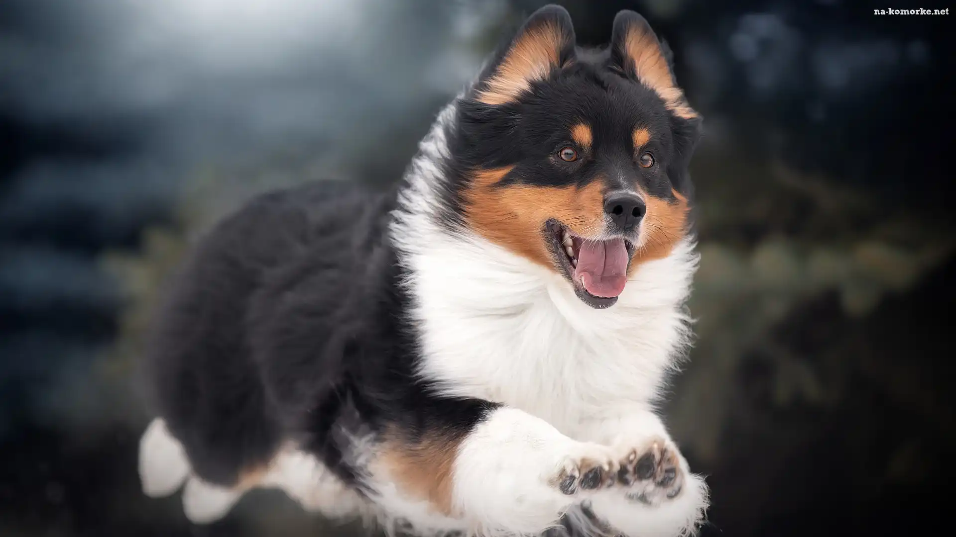 Pies, Welsh corgi pembroke, Skok