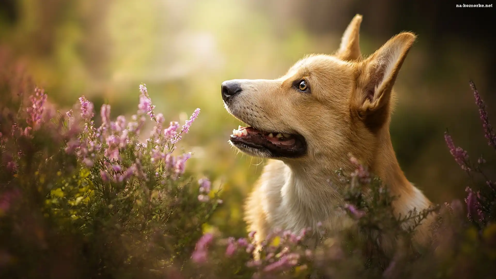 Pies, Wrzos, Welsh corgi pembroke, Mordka