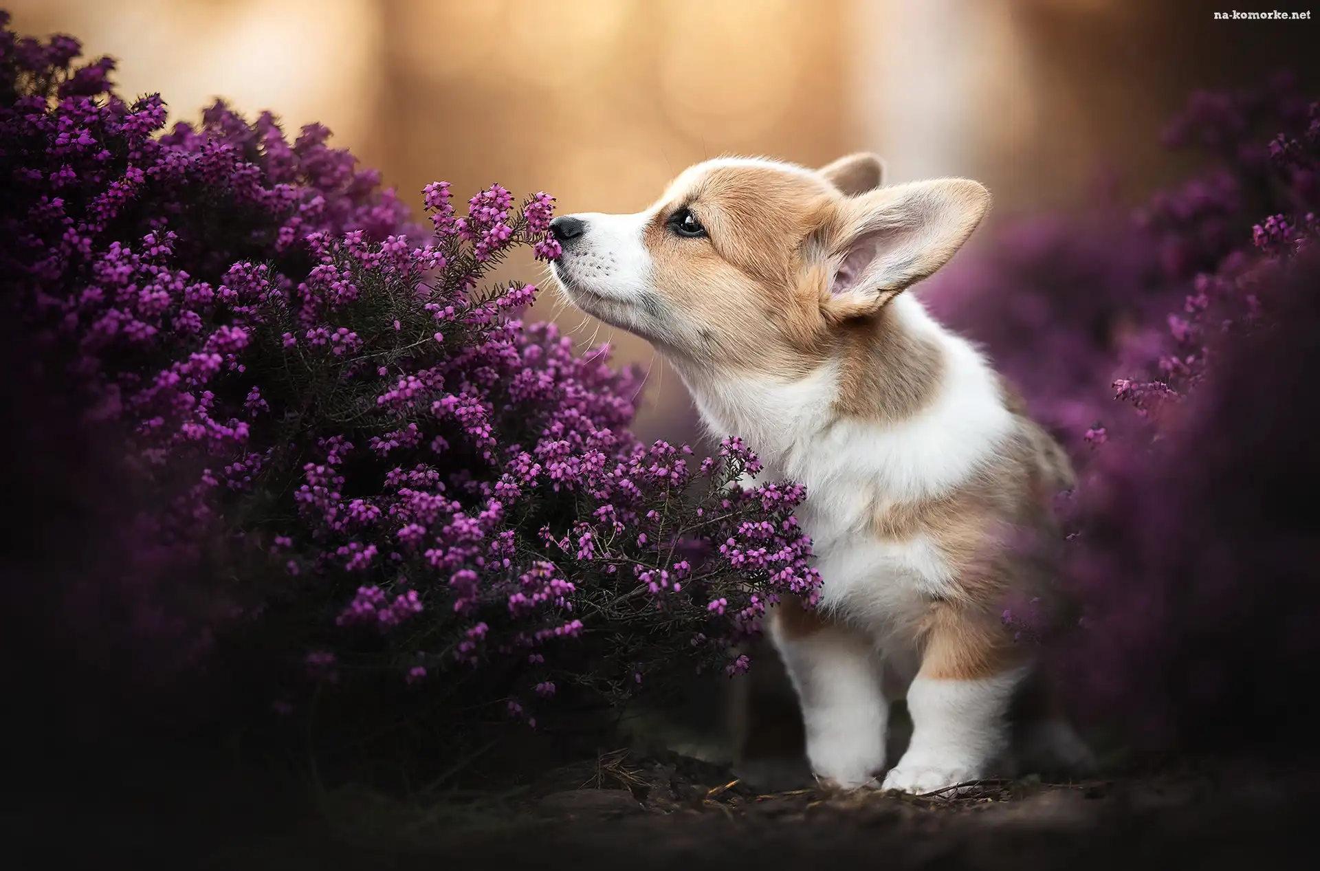Pies, Wrzośce, Welsh corgi pembroke, Szczeniak