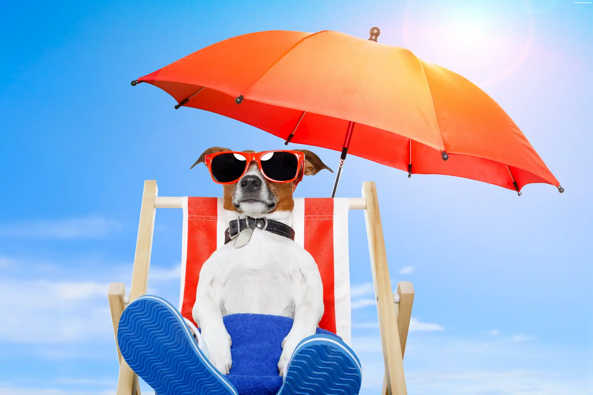 Leżak, Jack russell terrier, Pies, Wakacje, Plaża, Parasol