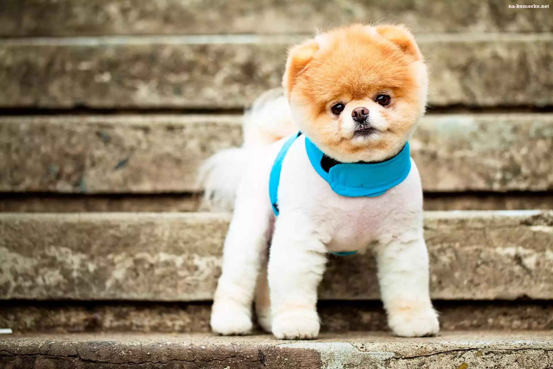 Pies, Szczeniak, Pomeranian, Boo