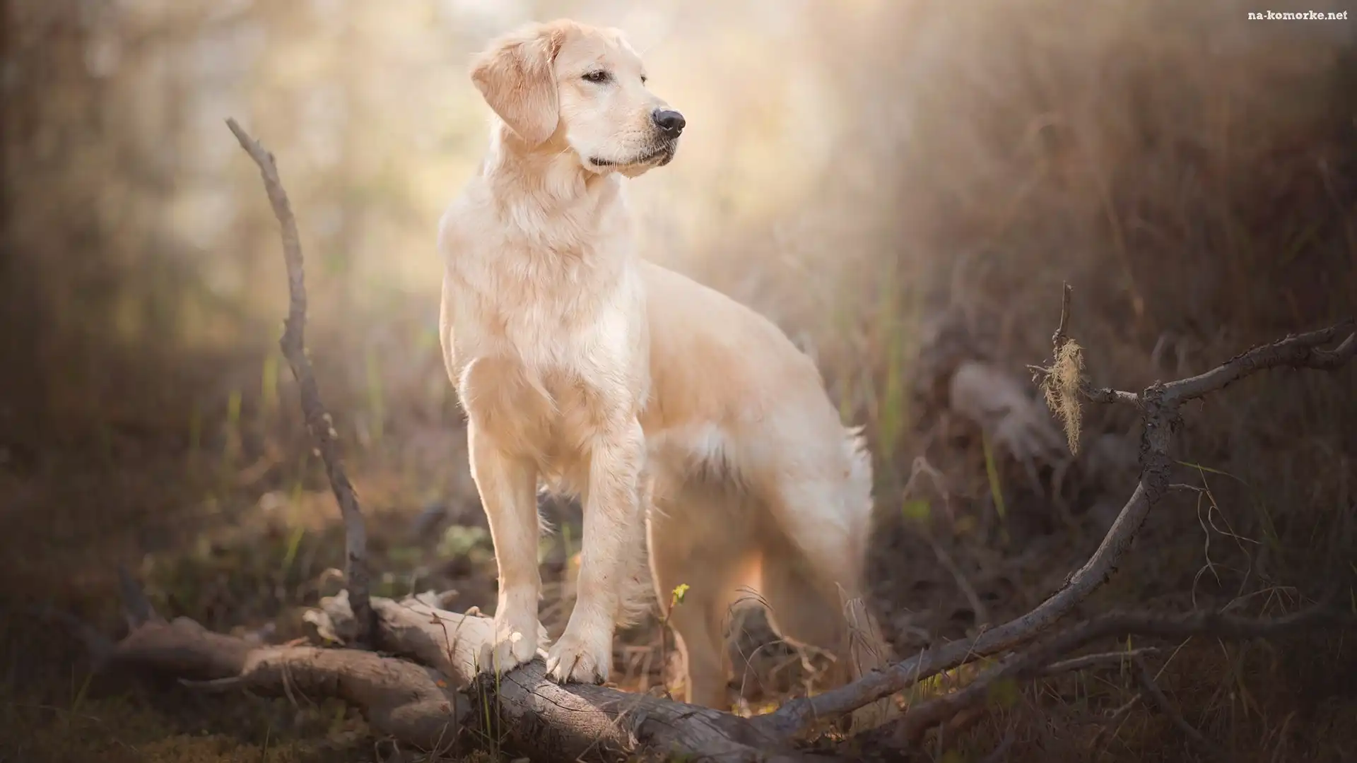 Pies, Golden retriever, Gałęzie