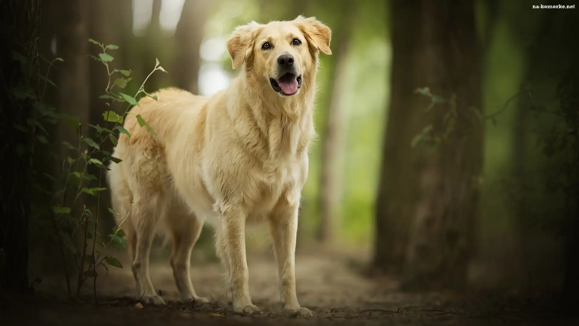Pies, Las, Golden retriever, Drzewa