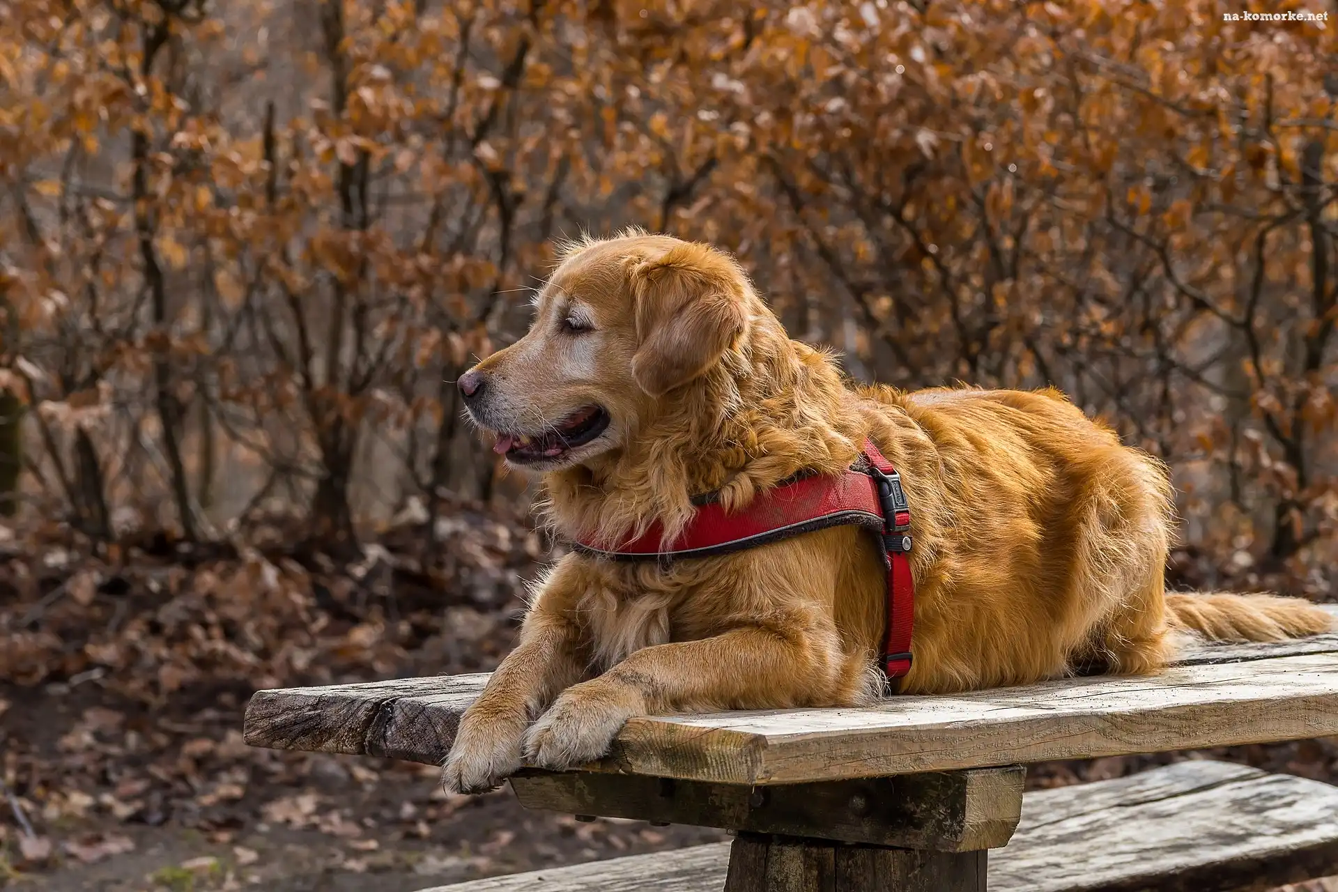 Pies, Szelki, Golden retriever, Ławka
