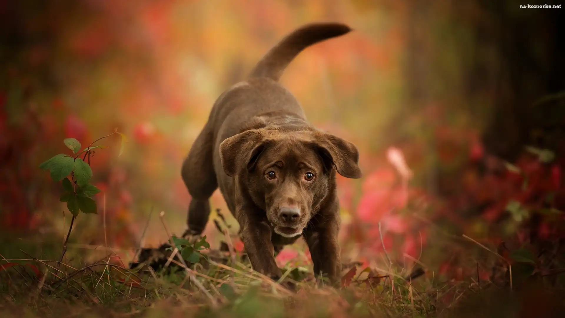 Pies, Labrador retriever, Czekoladowy
