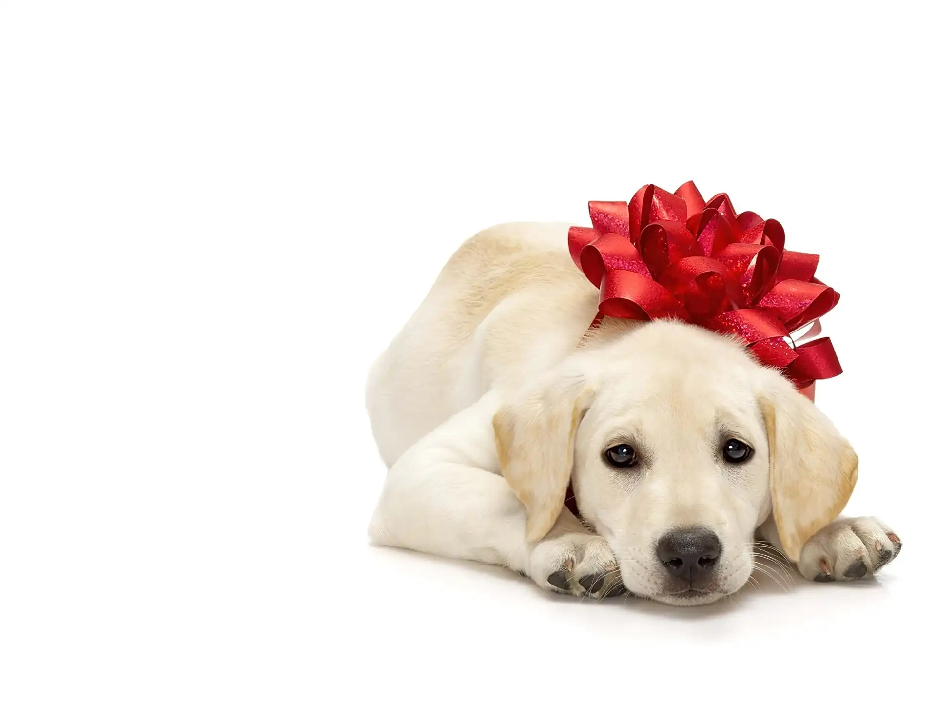 Czerwona, Kokarda, Pies, Labrador Retriever