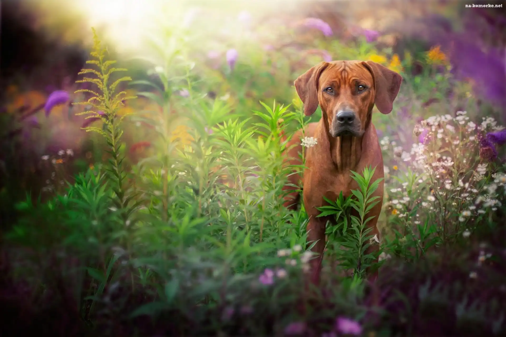 Pies, Łąka, Rhodesian ridgeback, Rośliny