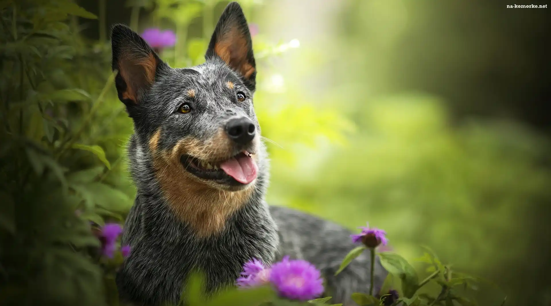 Rośliny, Pies, Australian cattle dog, Mordka, Kwiaty