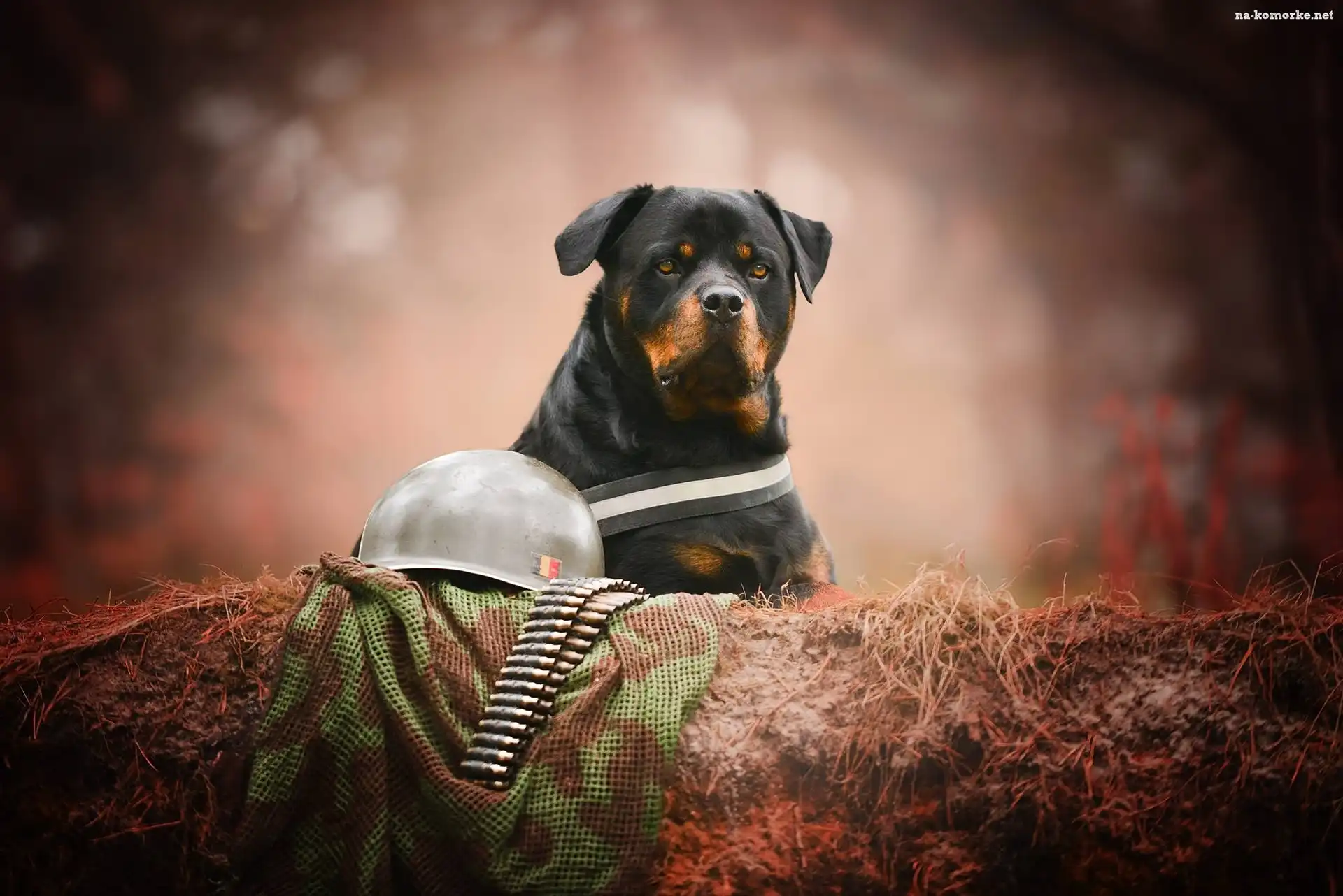 Pies, Naboje, Rottweiler, Hełm