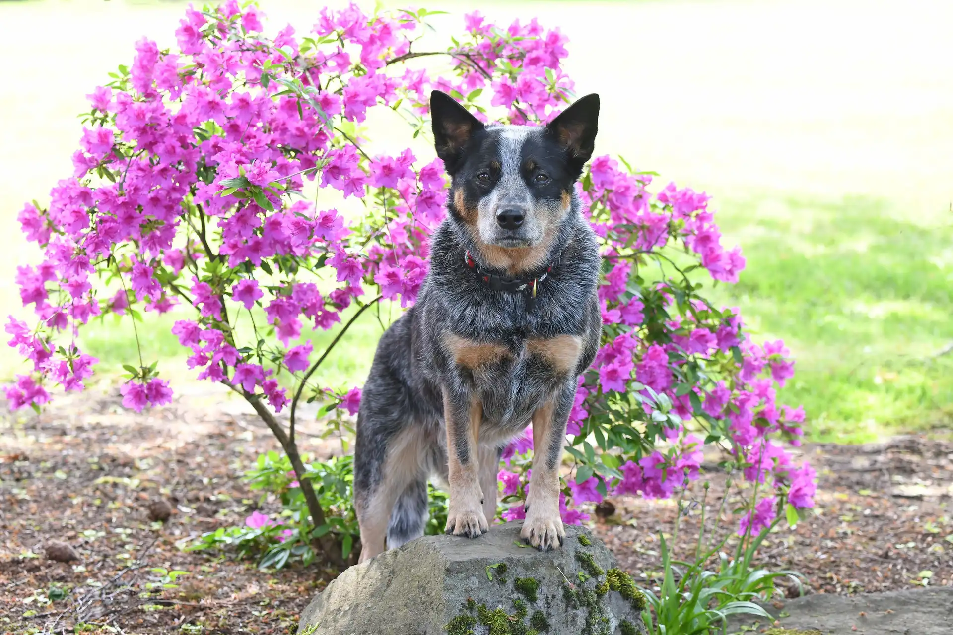 Różanecznik, Pies, Australian cattle dog, Obroża, Kwiaty