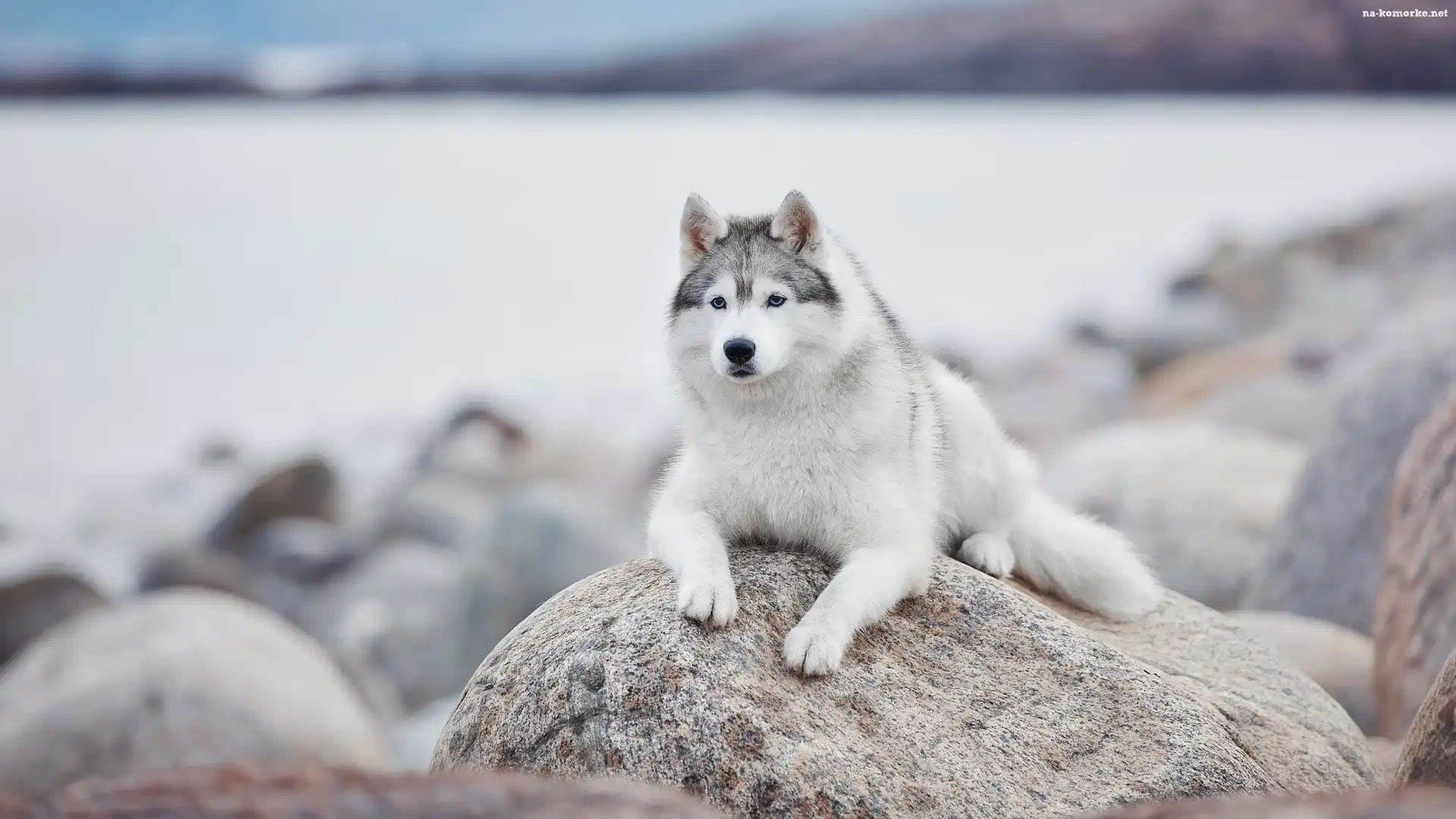 Pies, Kamień, Leżący, Siberian husky