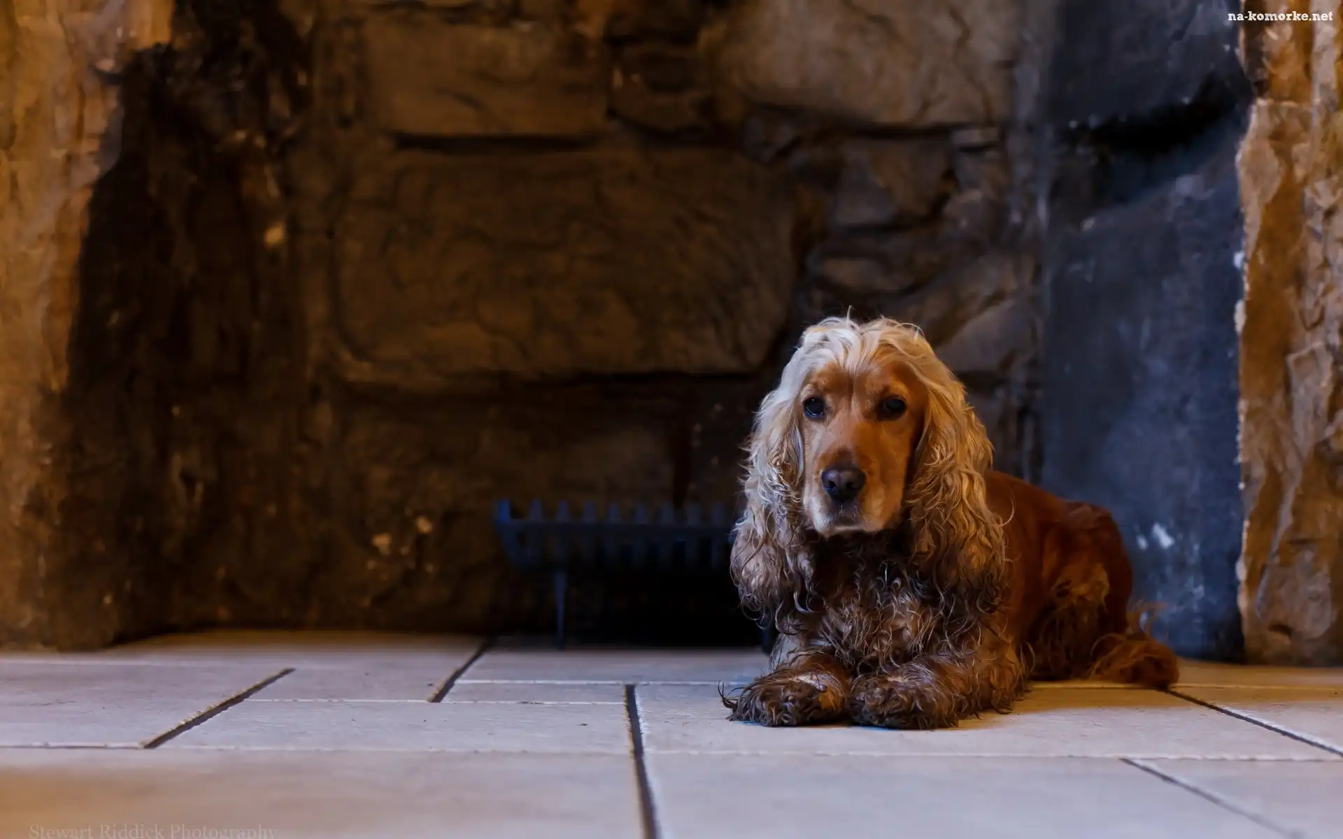 Pies, Cocer, Spaniel angielski