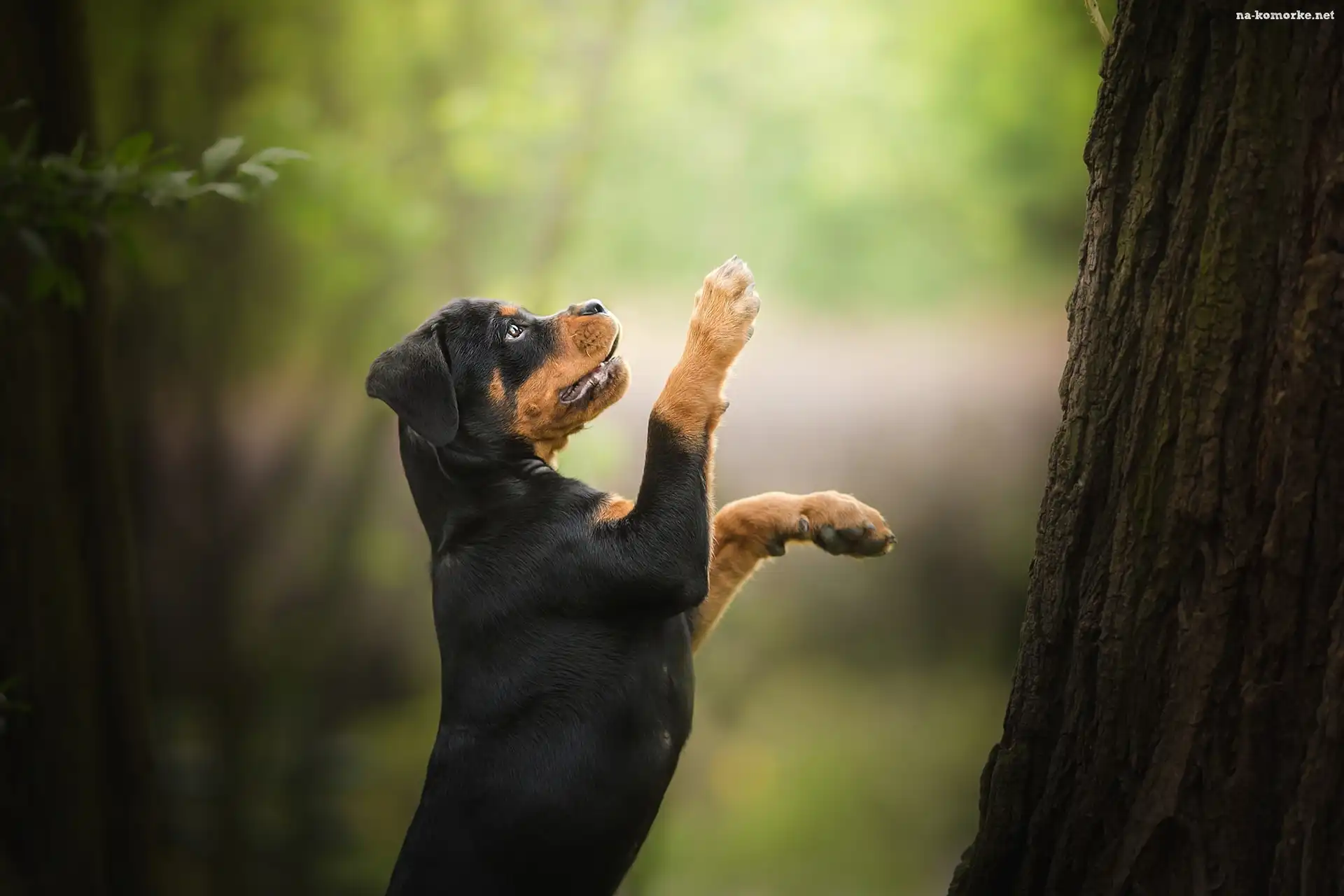 Pies, Drzewo, Szczeniak, Rottweiler