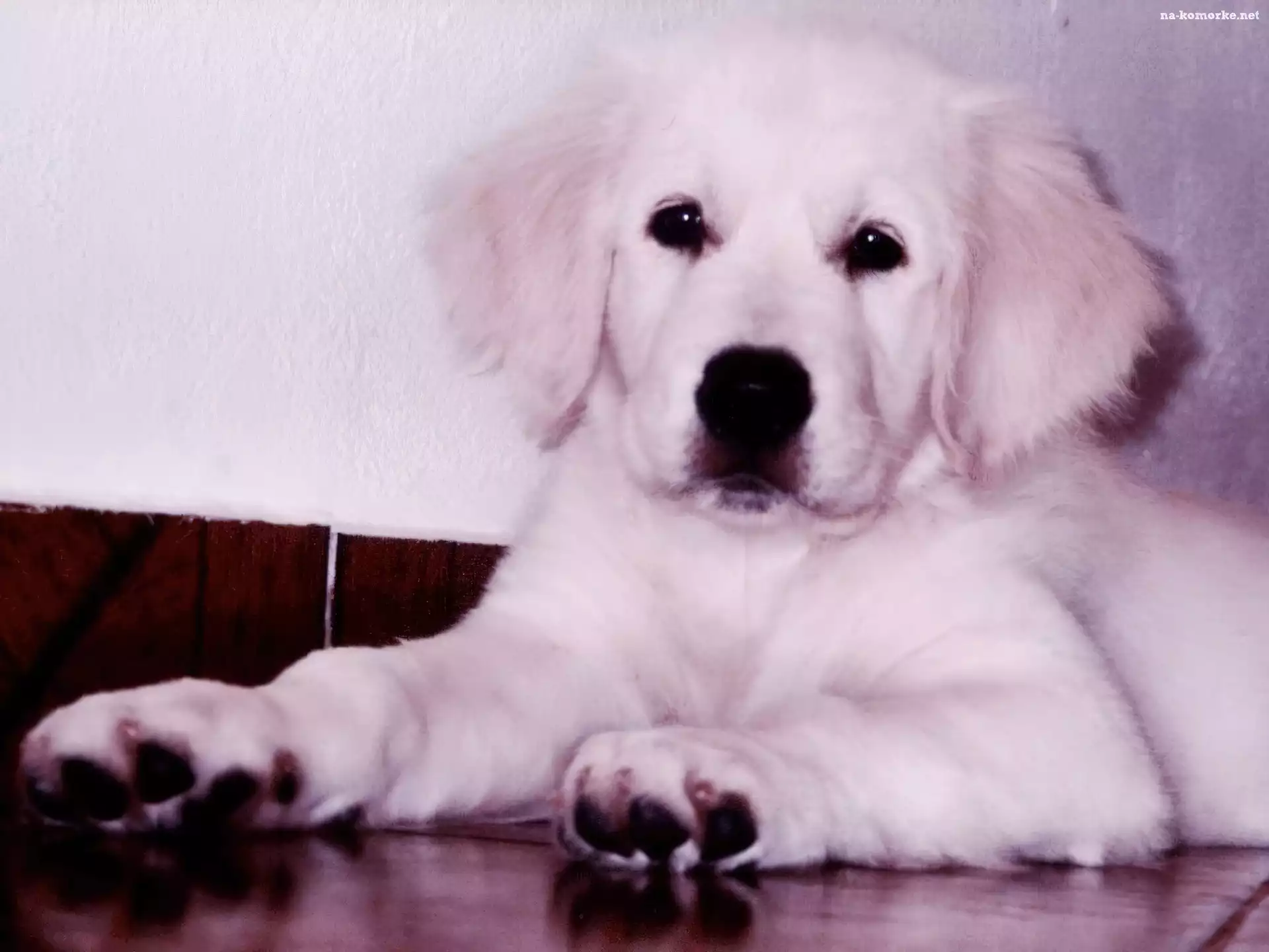 Pies, retriever, szczeniak, golden