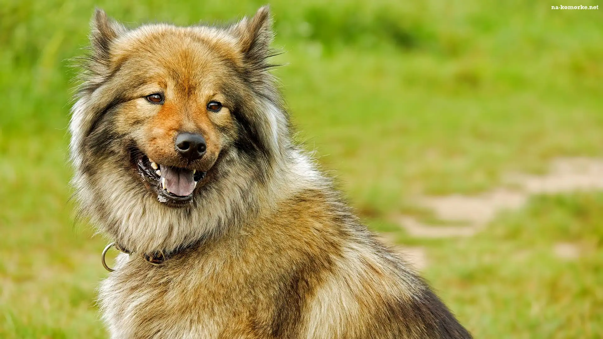 Pies, Uśmiech, Szpic, Eurasier