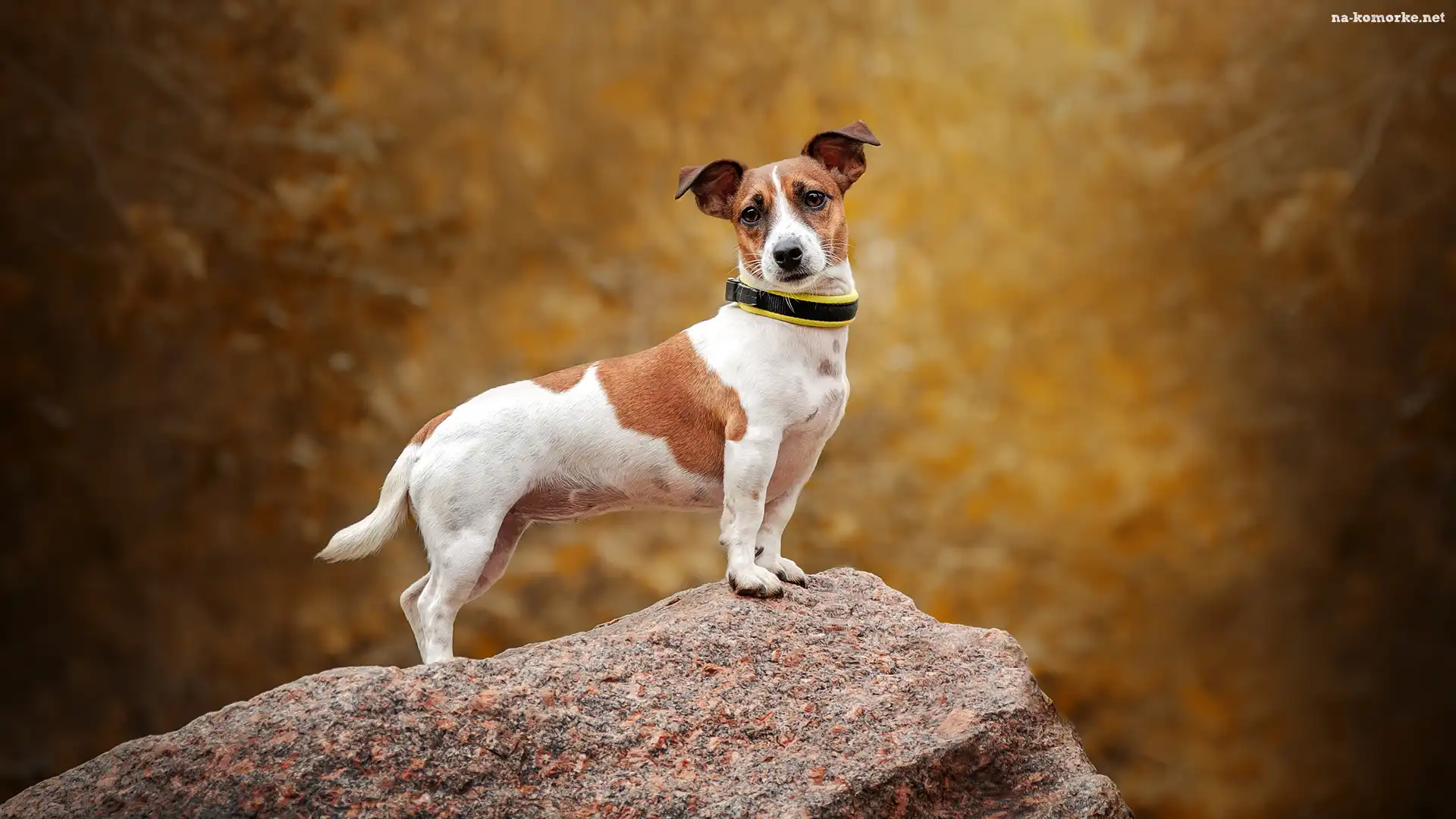 Pies, Jack Russell terier, Skała
