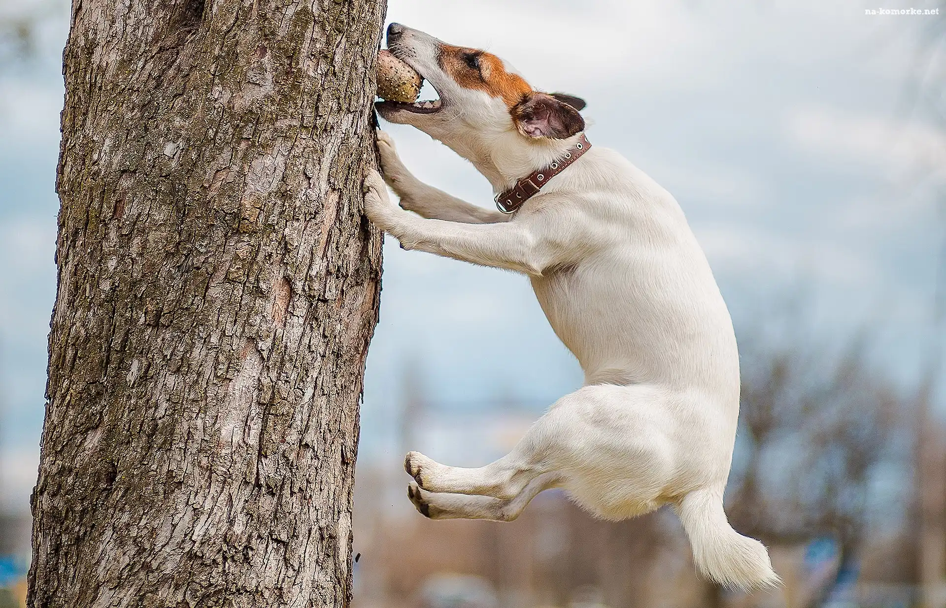 Pies, Skok, Jack Russell Terrier, Drzewo