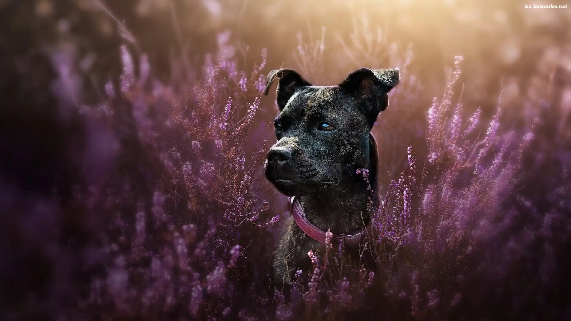 Pies, Wrzosy, Staffordshire Bull Terrier, Mordka