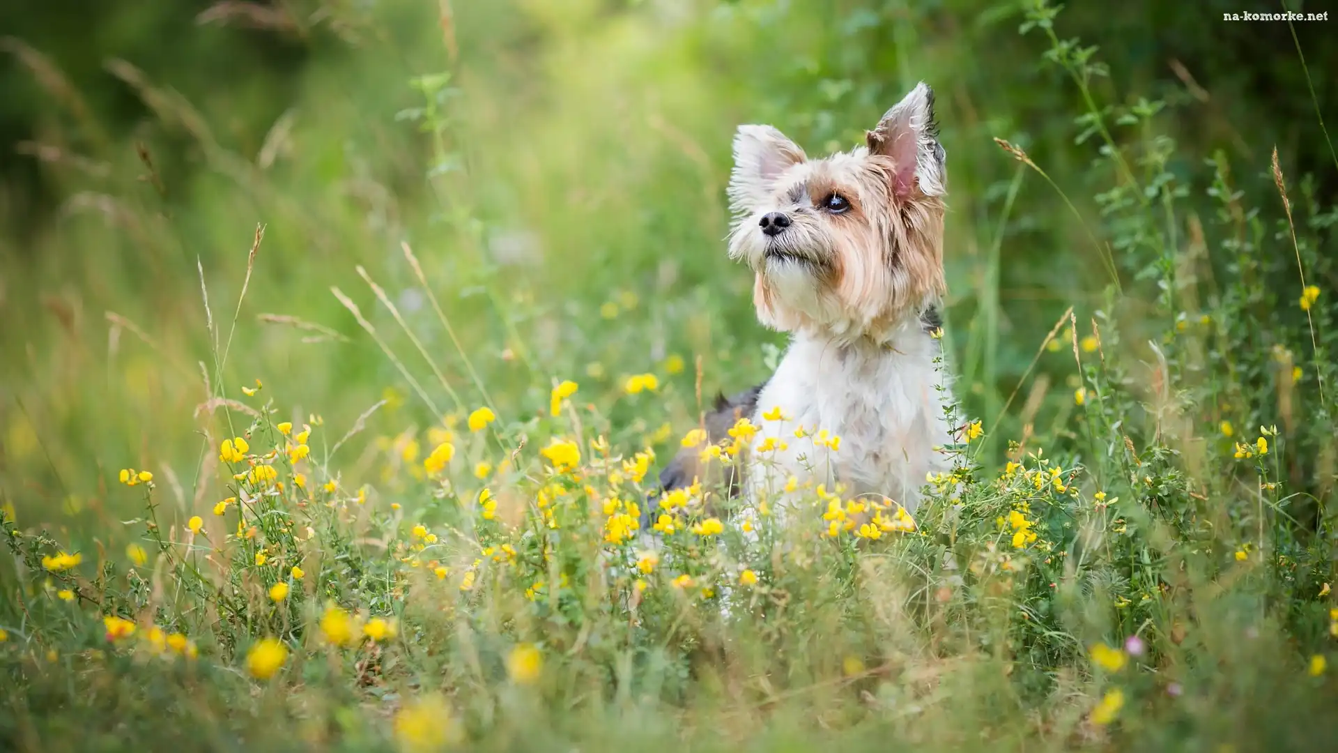 Pies, Kwiaty, Yorkshire terrier, Żółte