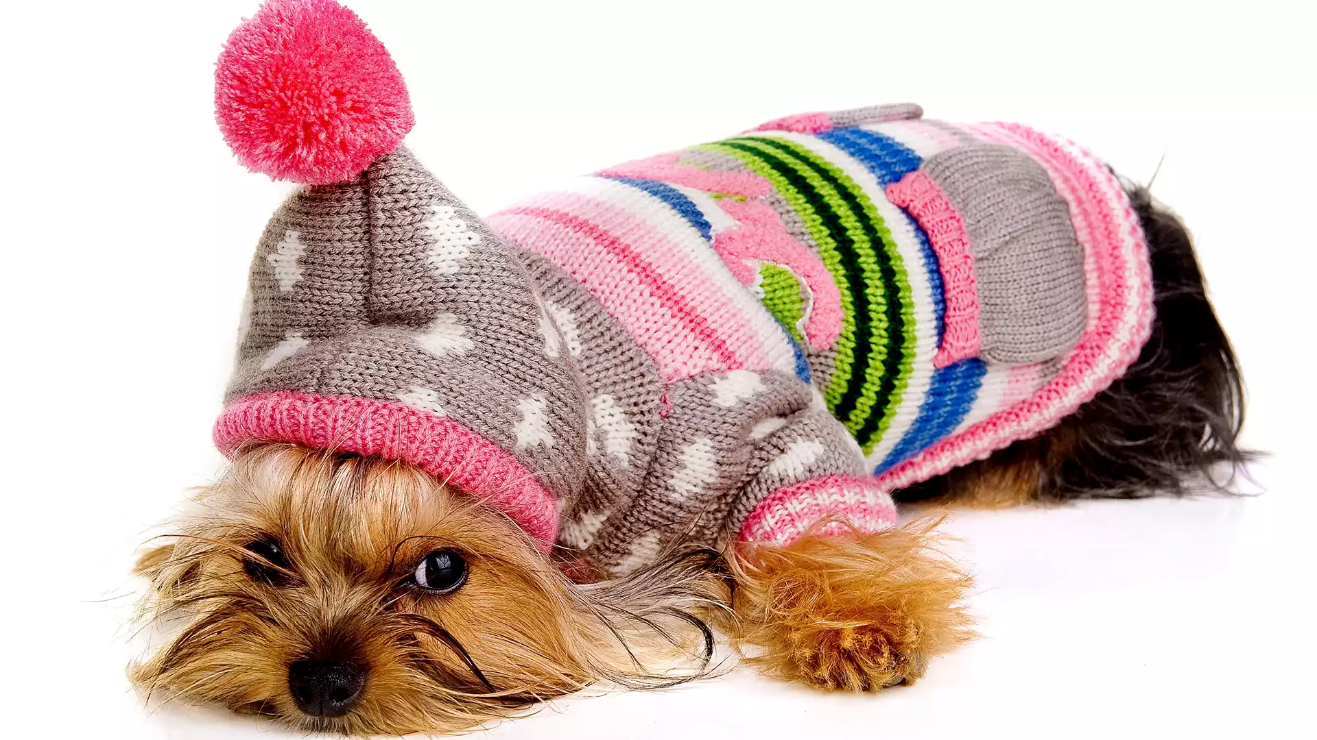 Pies, Yorkshire terrier, Ubranko