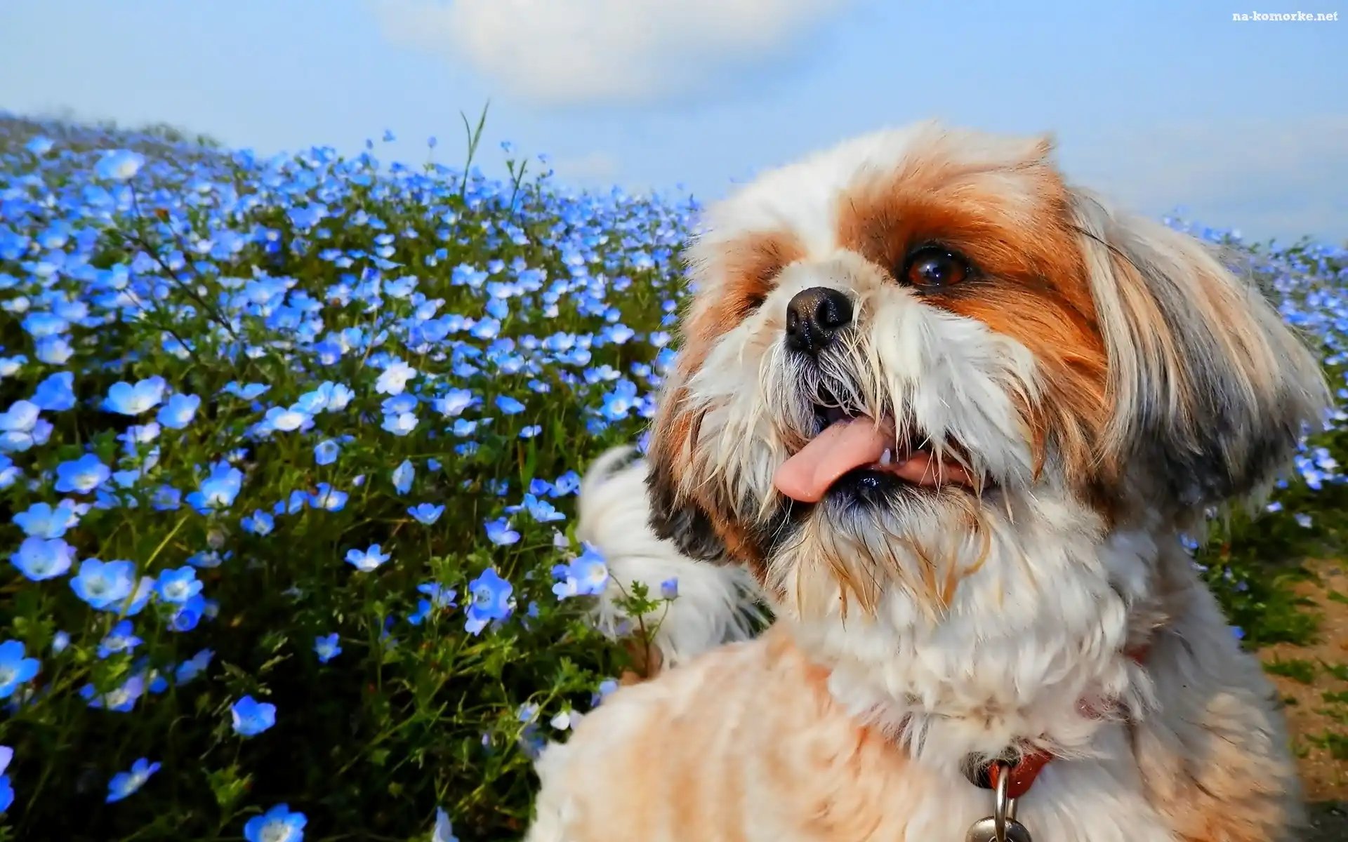 Pies, Kwiaty, Shih Tzu, Niebieskie