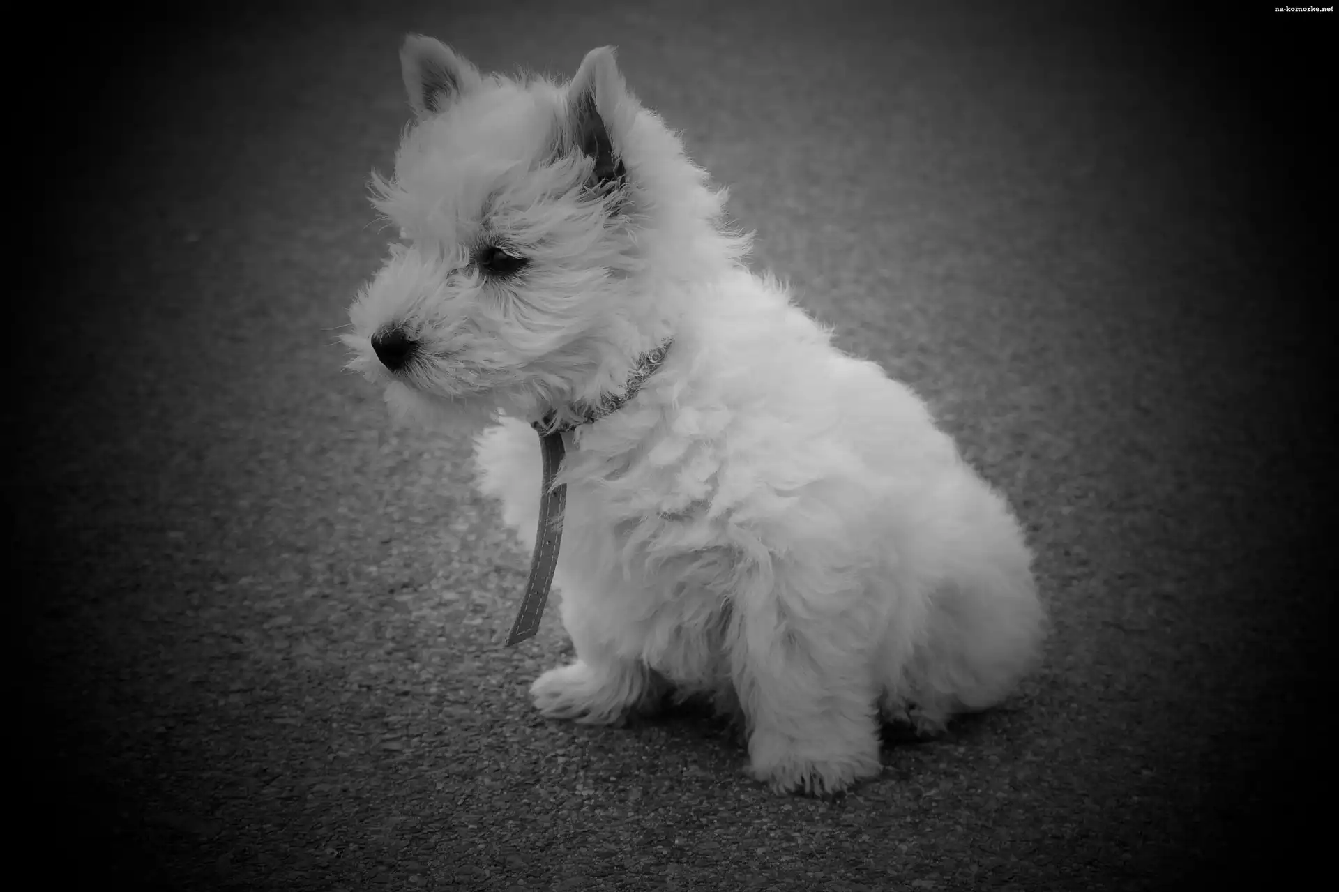 Pies, West Highland White Terrier