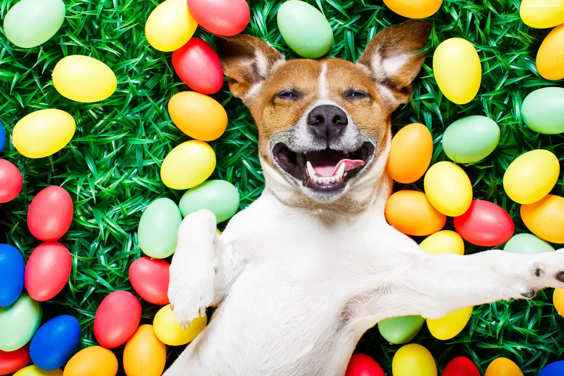 Wielkanoc, Pies, Jack Russell Terrier, Jaja, Malowane