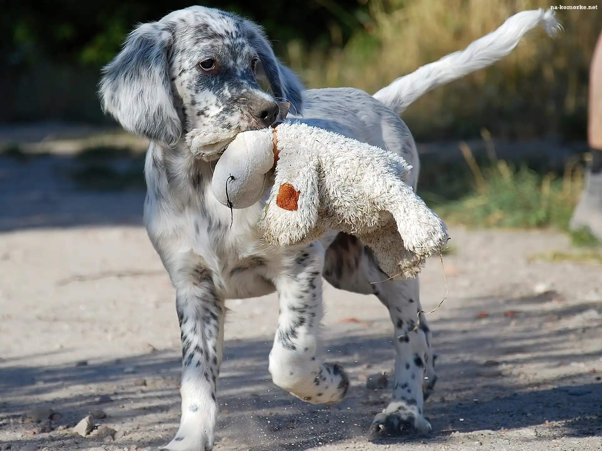 Pies, Owczarek australijski, Australian shepherd