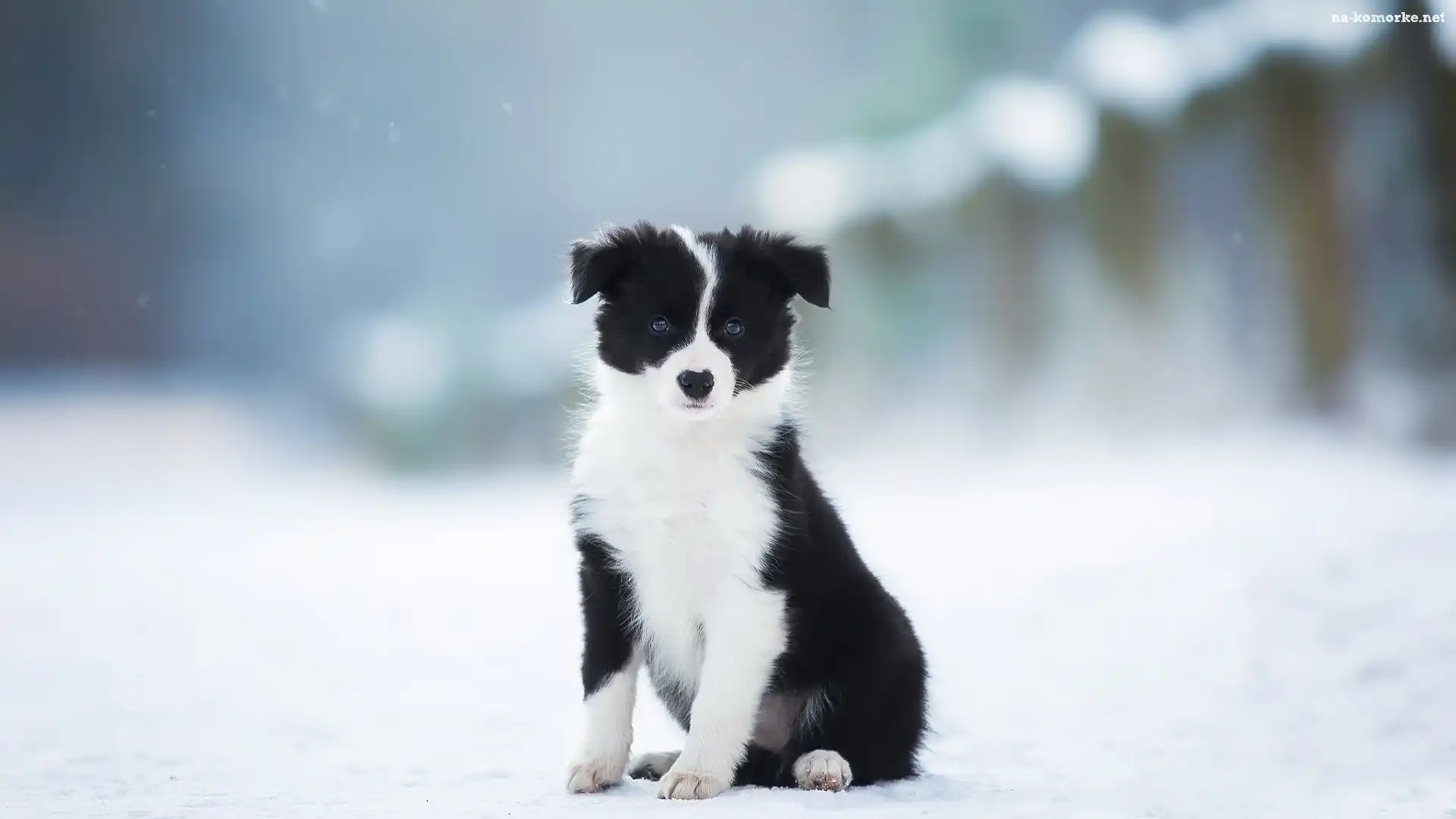 Zima, Pies, Szczeniak, Czarno-biały, Border collie