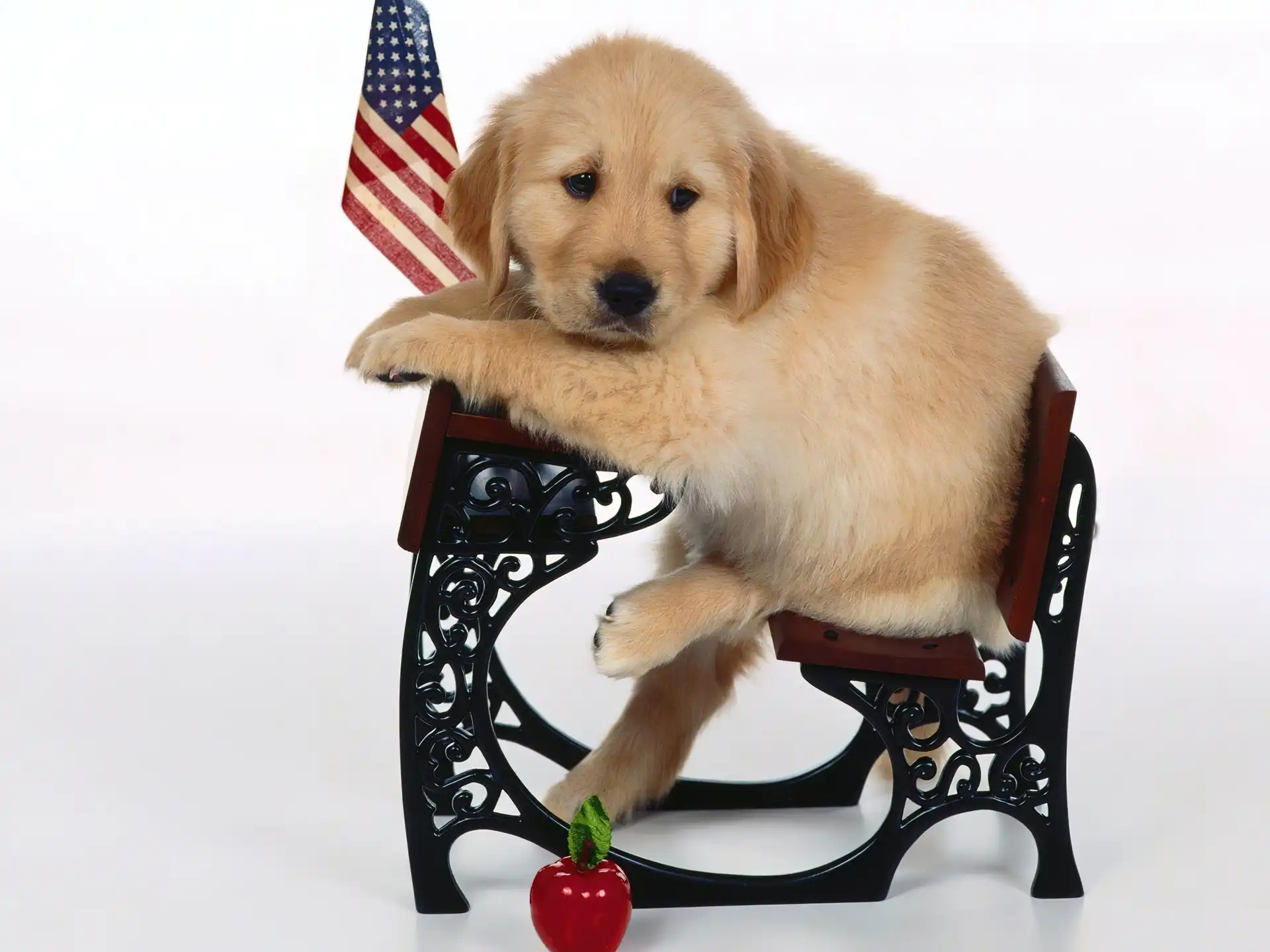 Retriever, USA, Ławka, Flaga