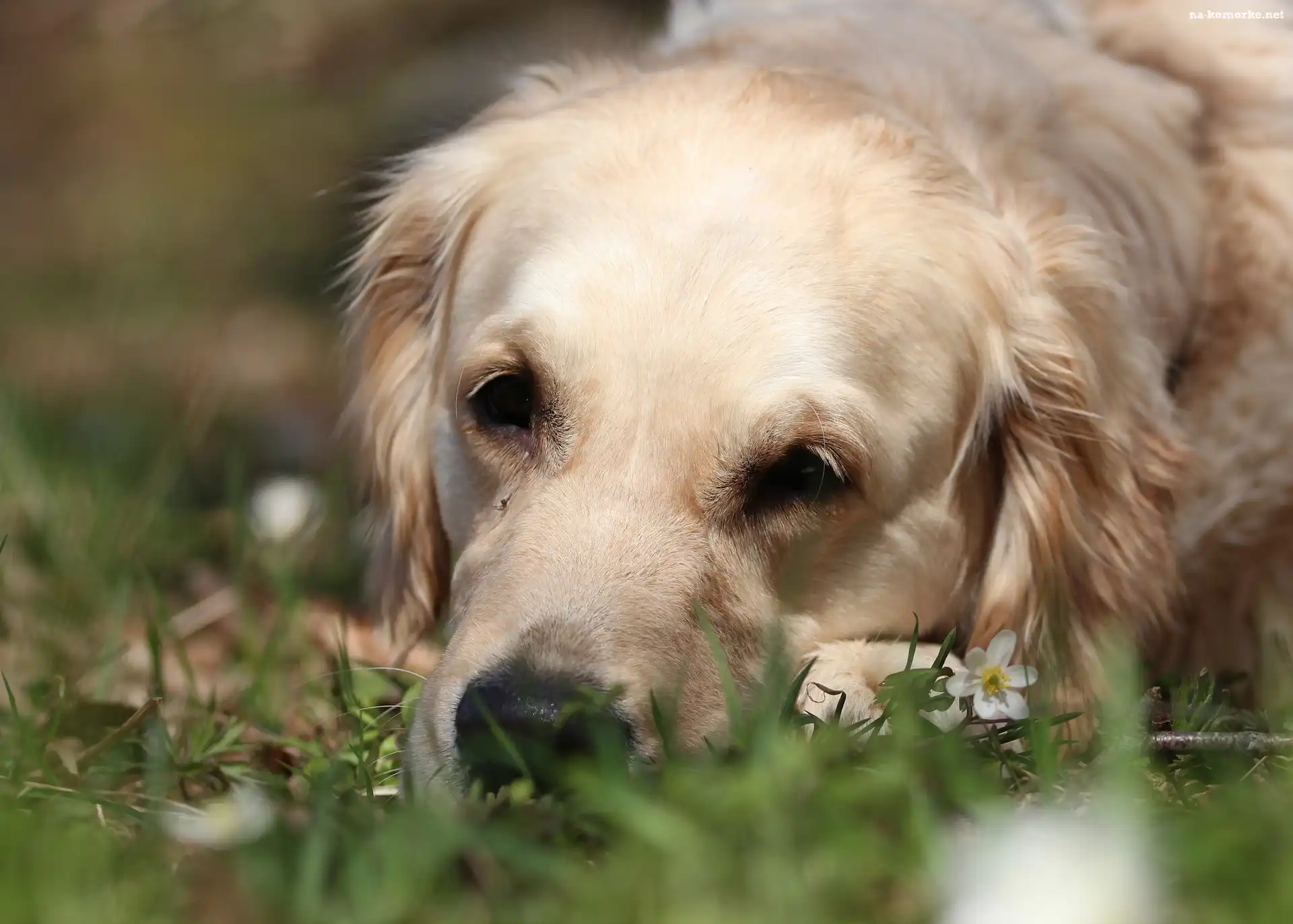 Biały, Trawa, Pies, Golden retriever