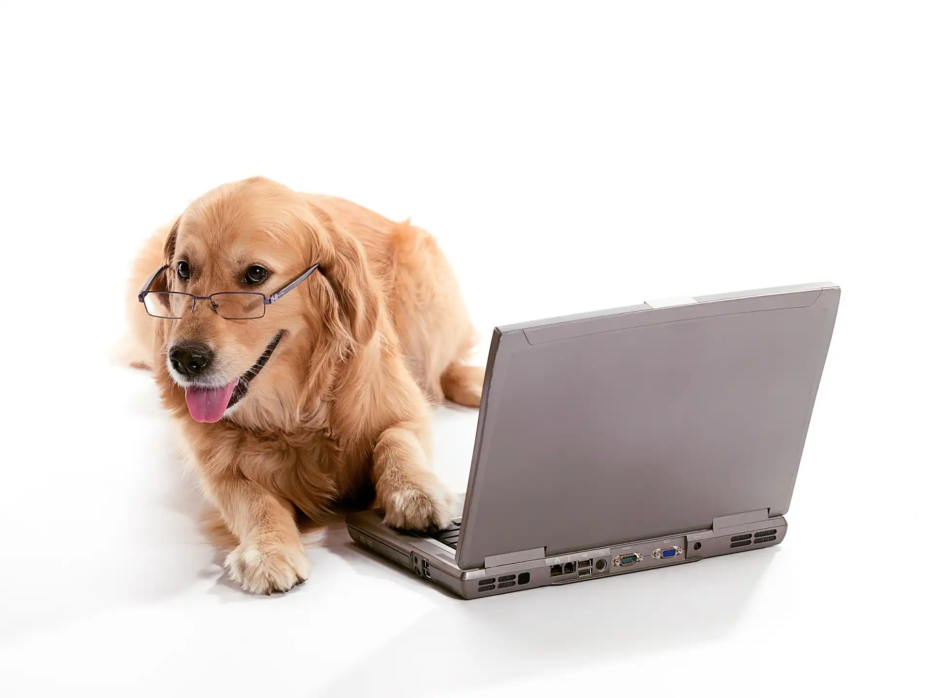 Pies, Laptop, Golden retriever