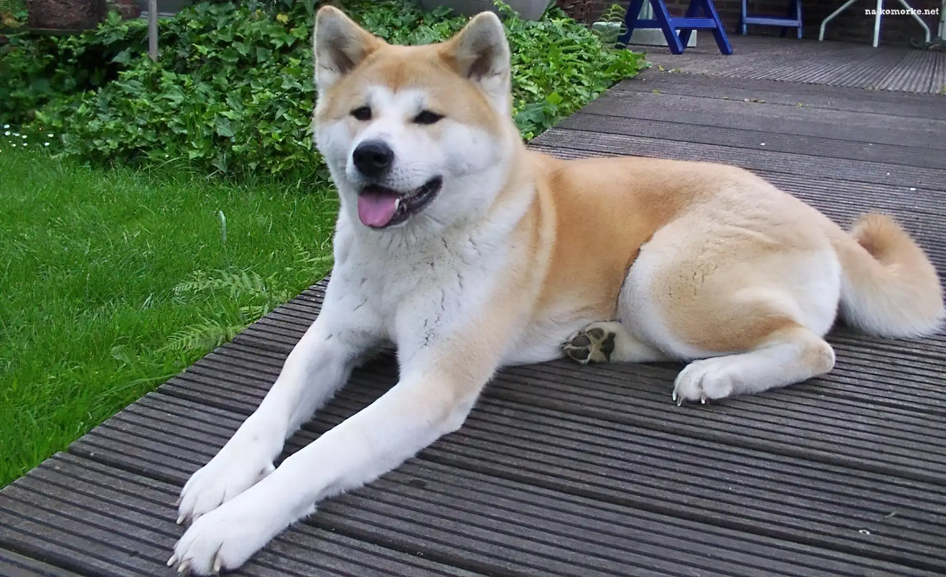 Leżący, Piesek, Akita