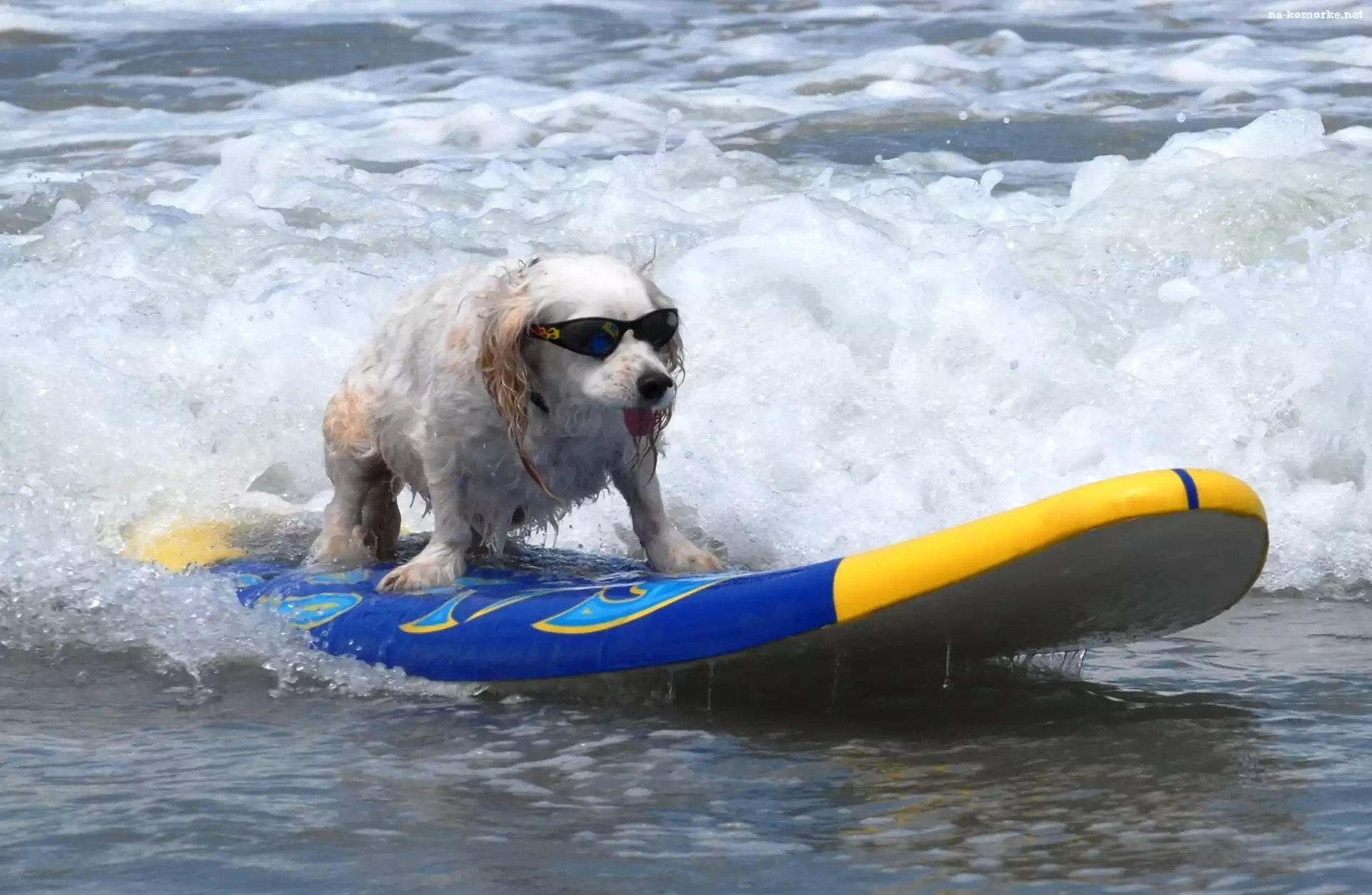 Piesek, Surfing, Okulary, Morze