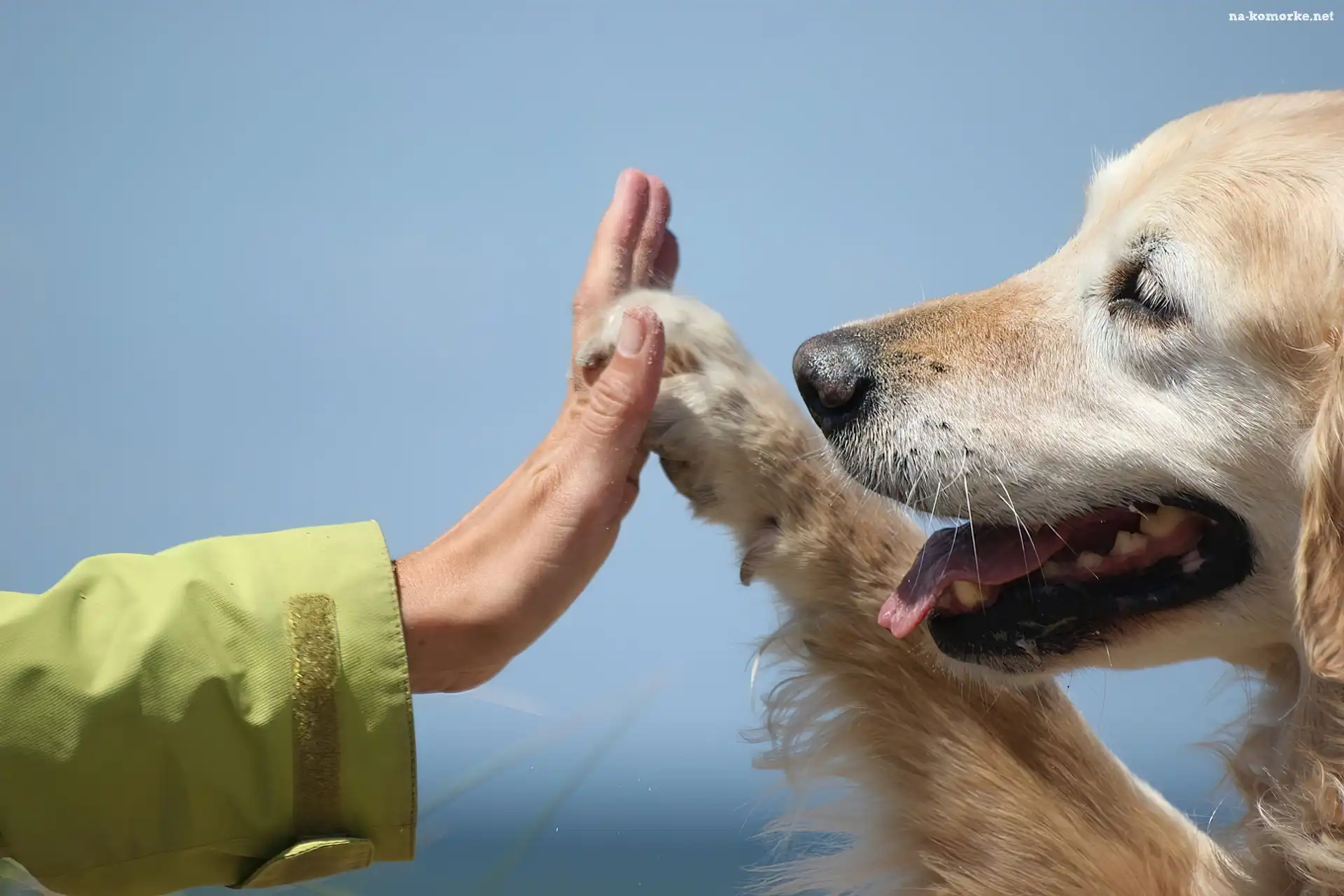 Piesek, Ręka, Golden Retriever, Łapa