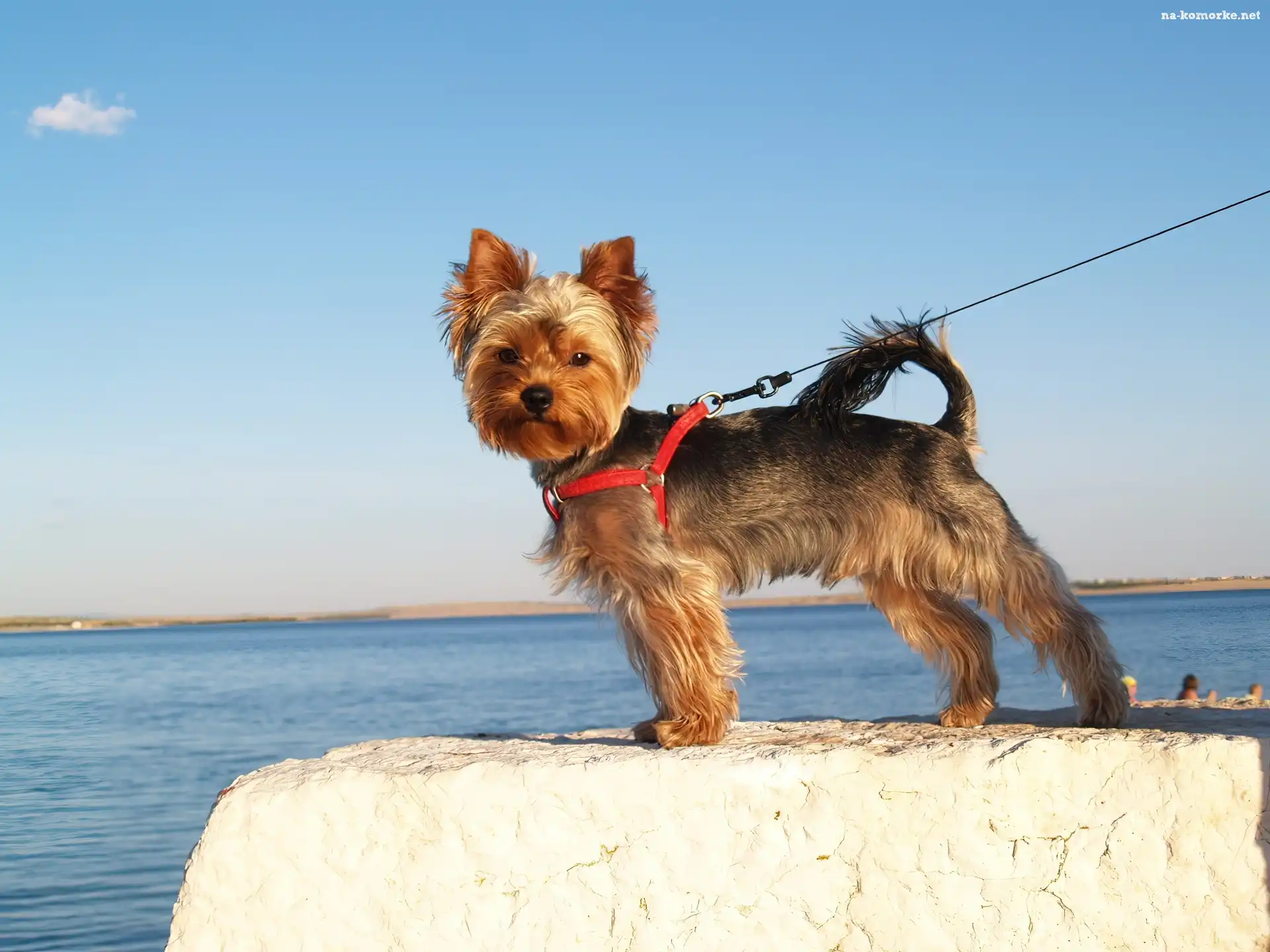 Piesek, Yorkshire Terrier, Smycz