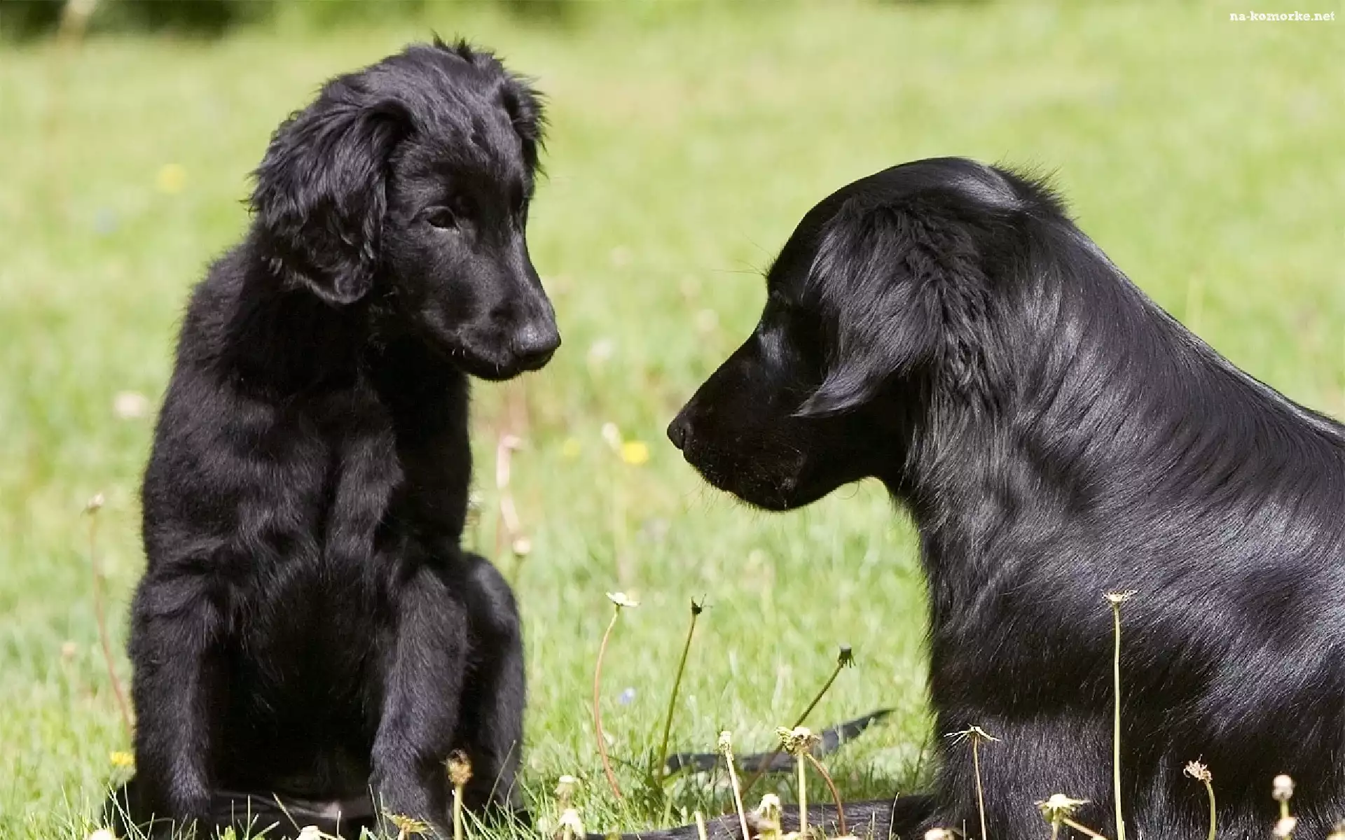 Dwa, Flat coated retriever, Czarne, Psy