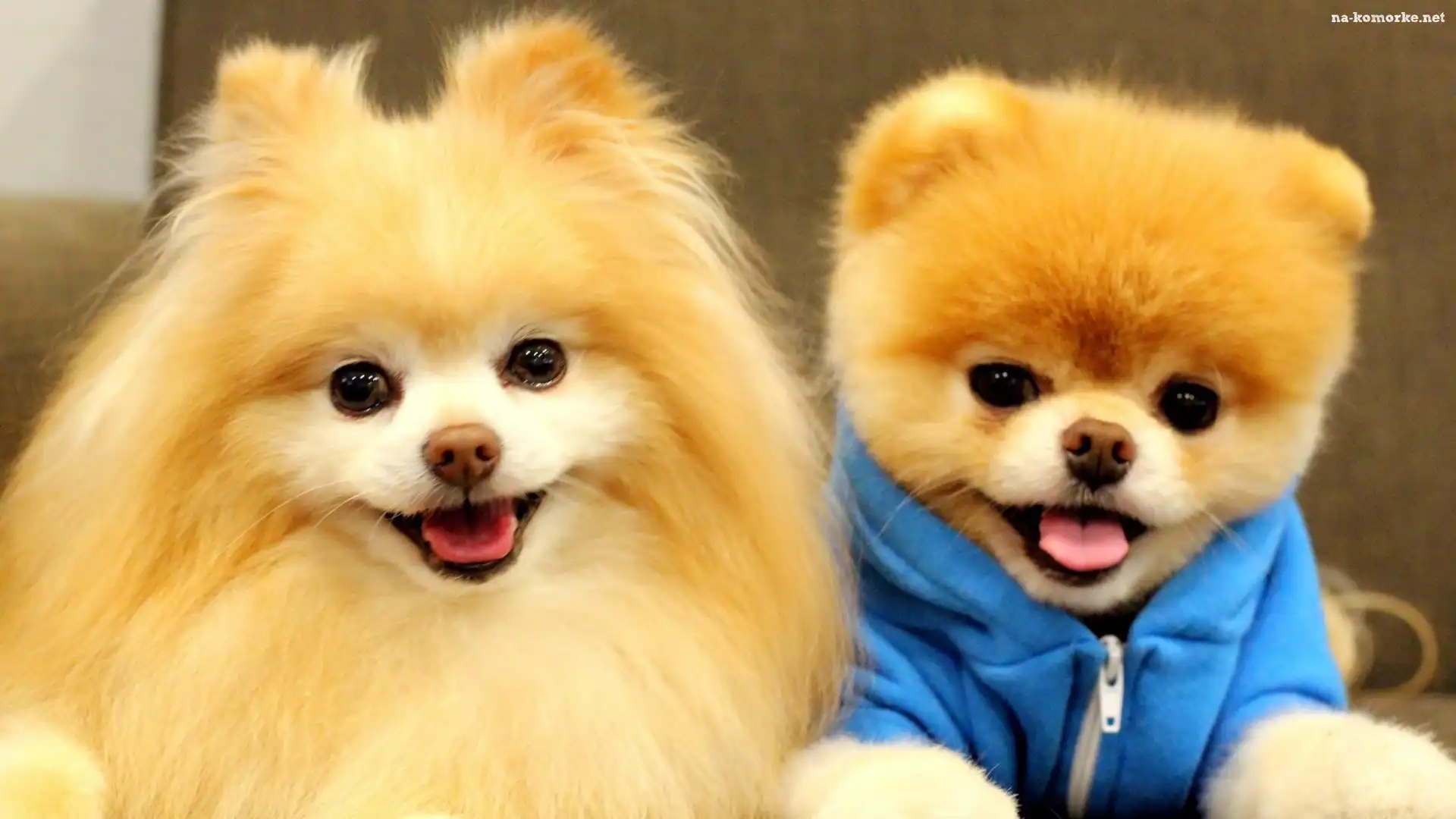 Dwa, Pieski, Pomeranian