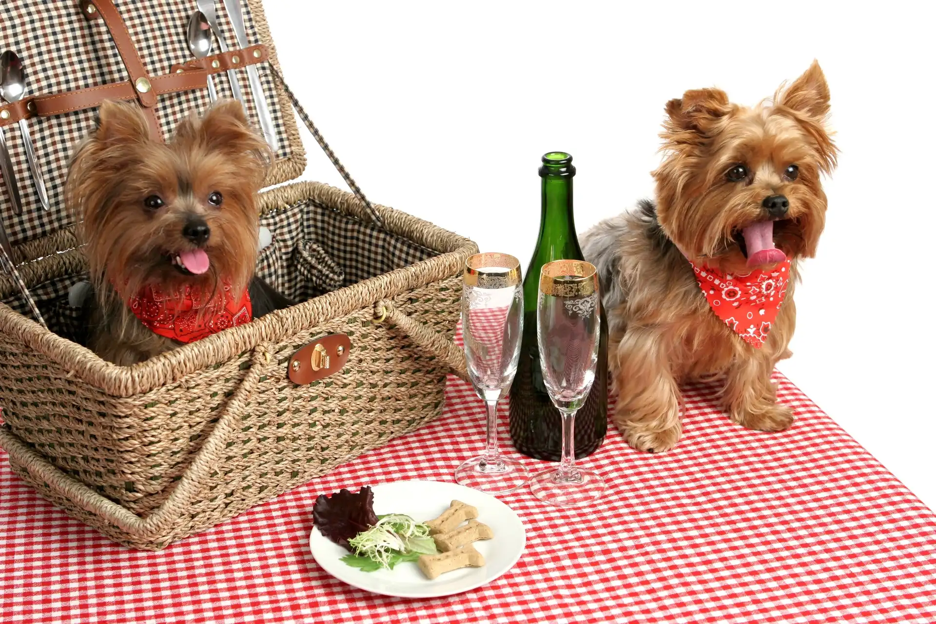 Piknik, Dwa, Pieski, Yorkshire Terrier, Kosz