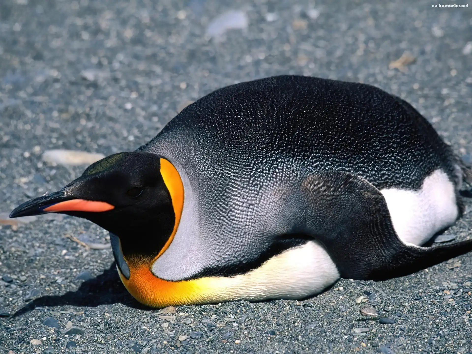 Pingwin