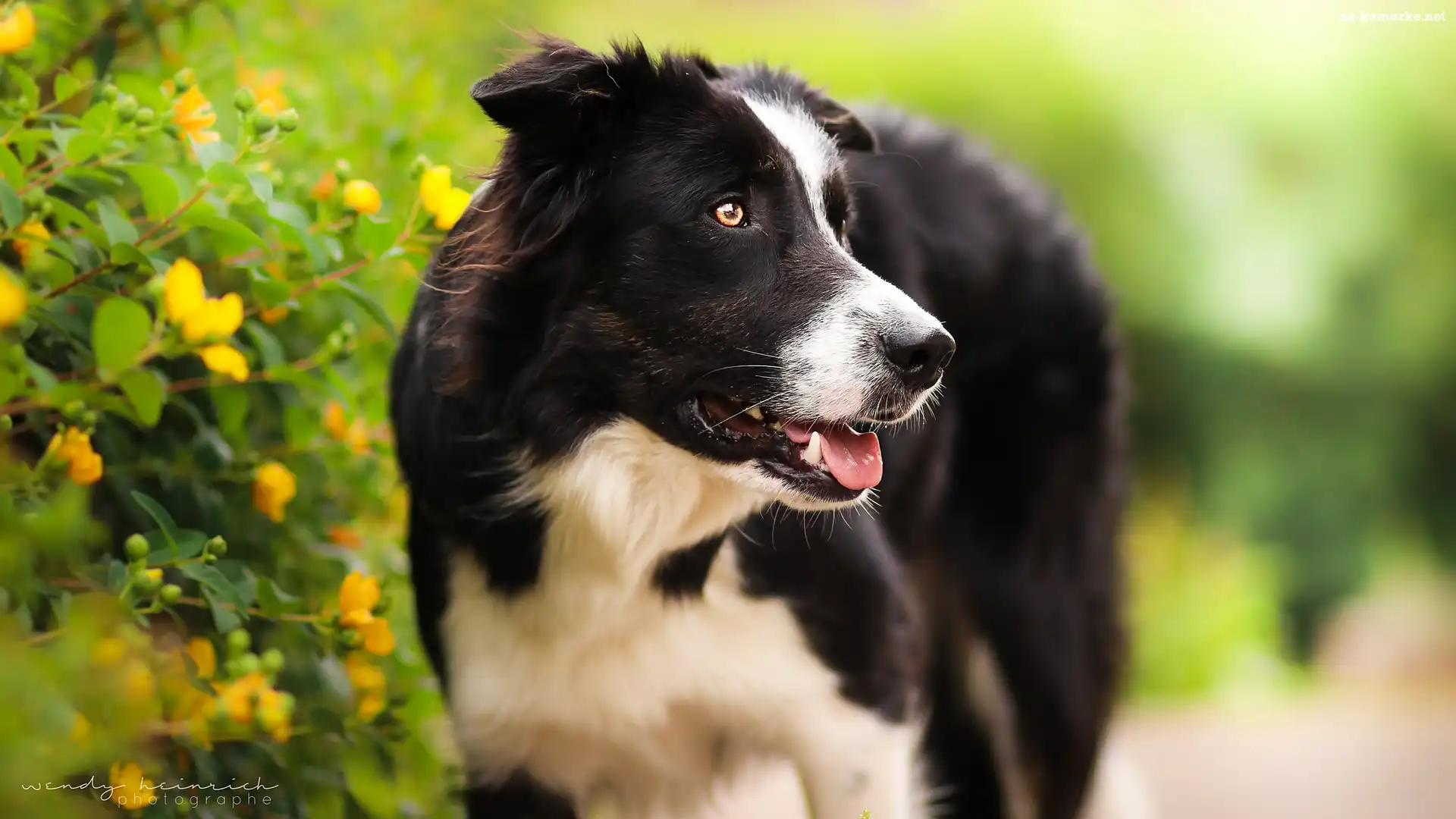 Pioes, Kwiaty, Border collie, Krzew